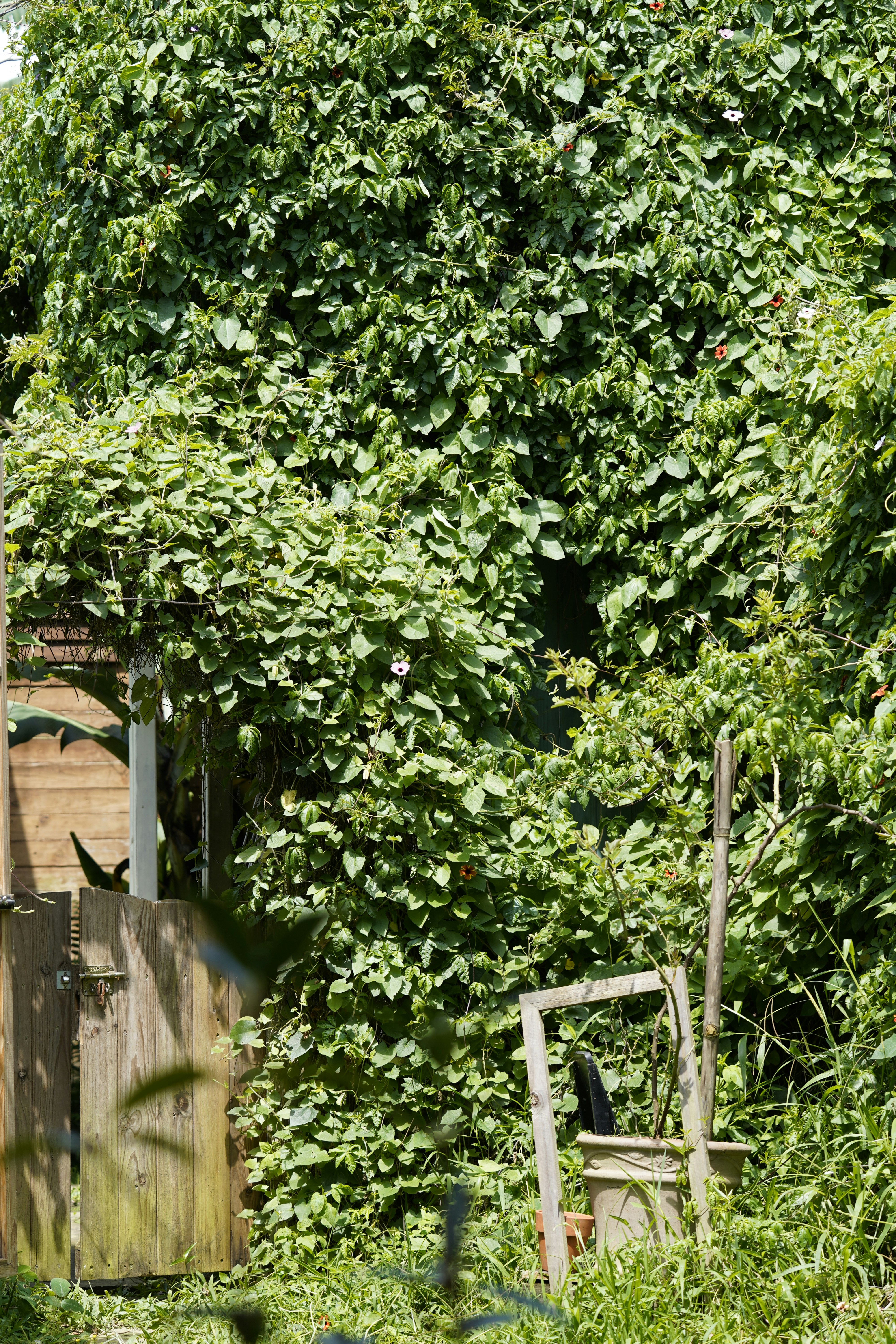 Dense greenery surrounds an old wooden fence and gate.