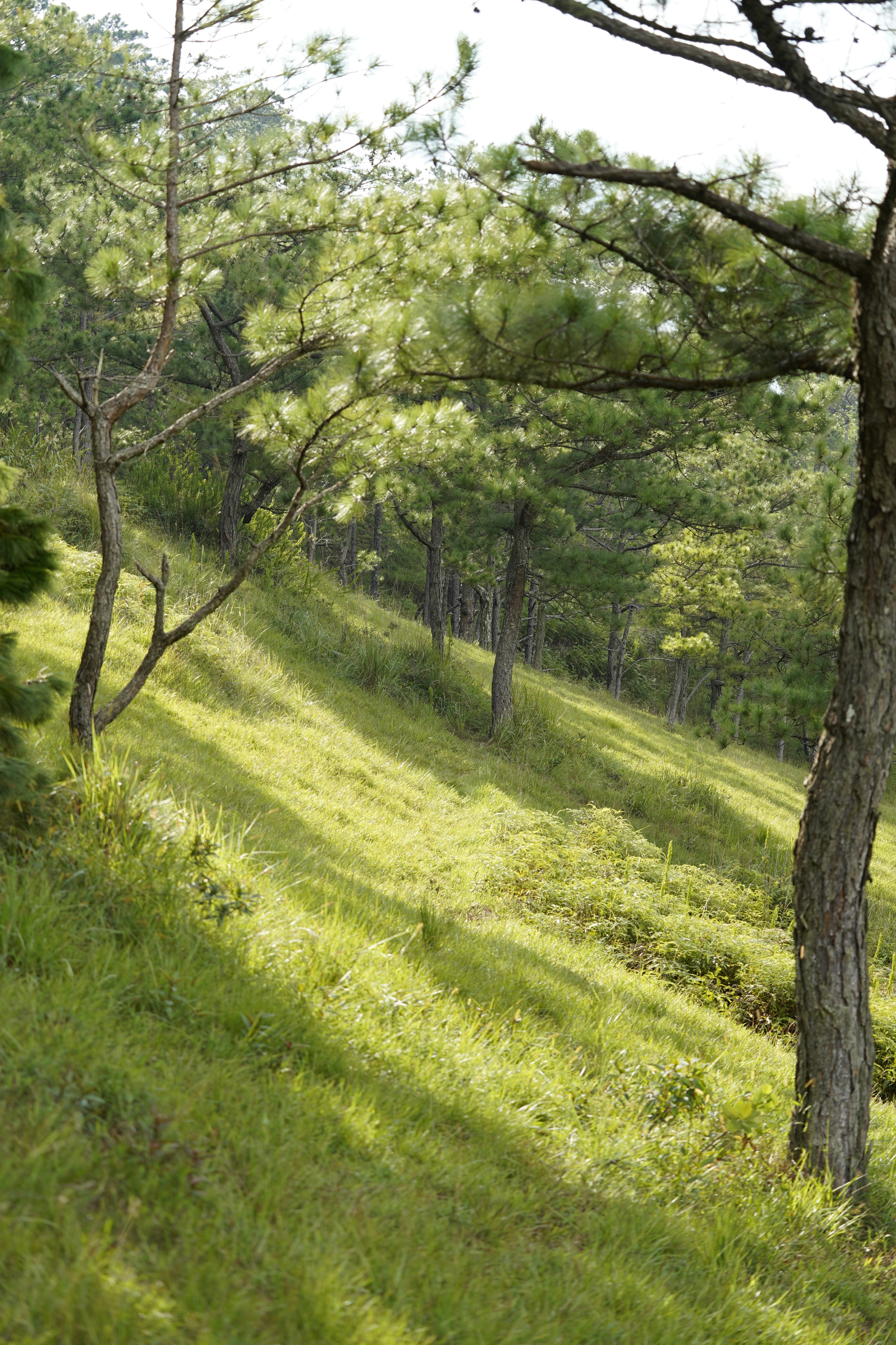 A green slope and forest is visible.