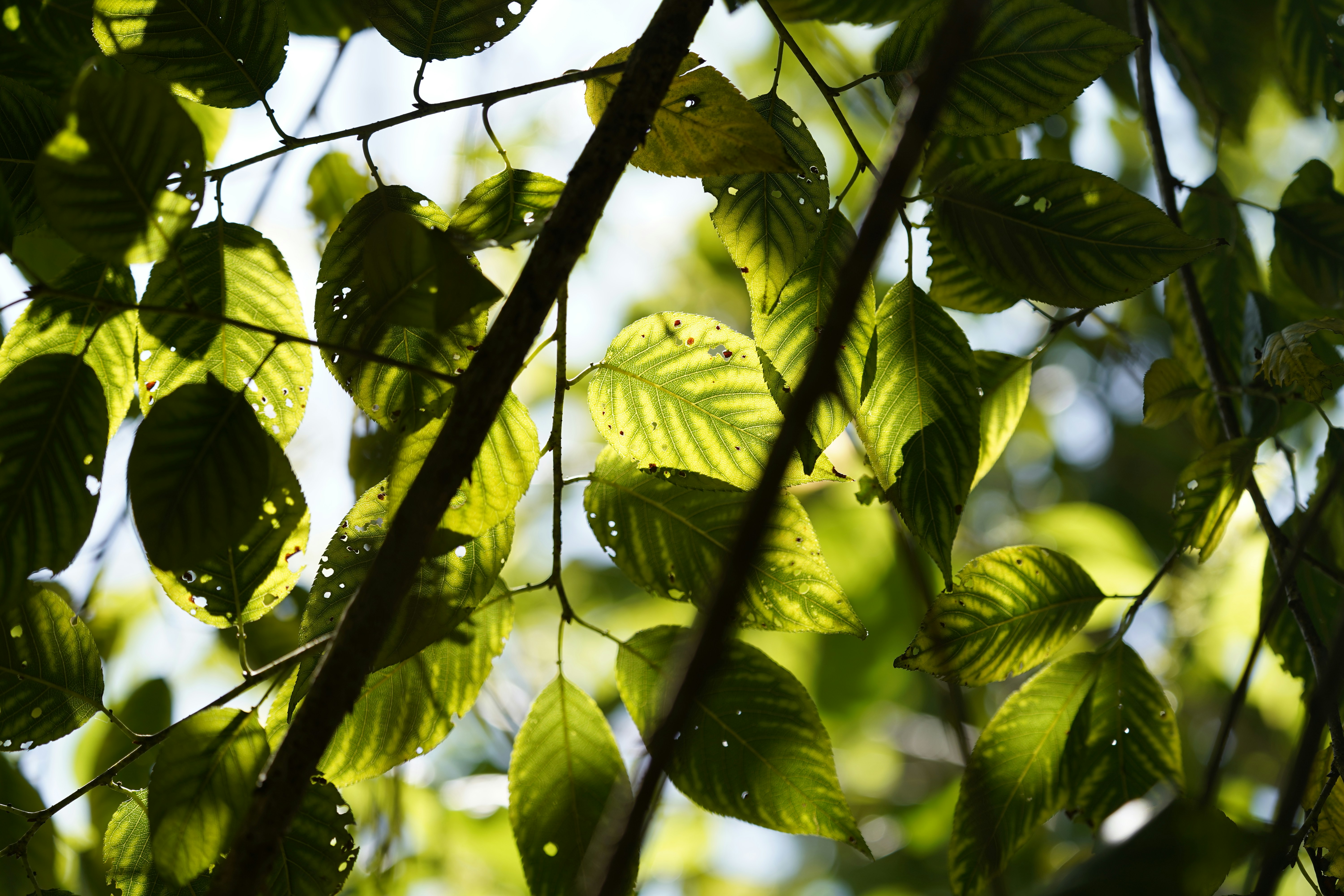 Sunlight shines through lush, green leaves.