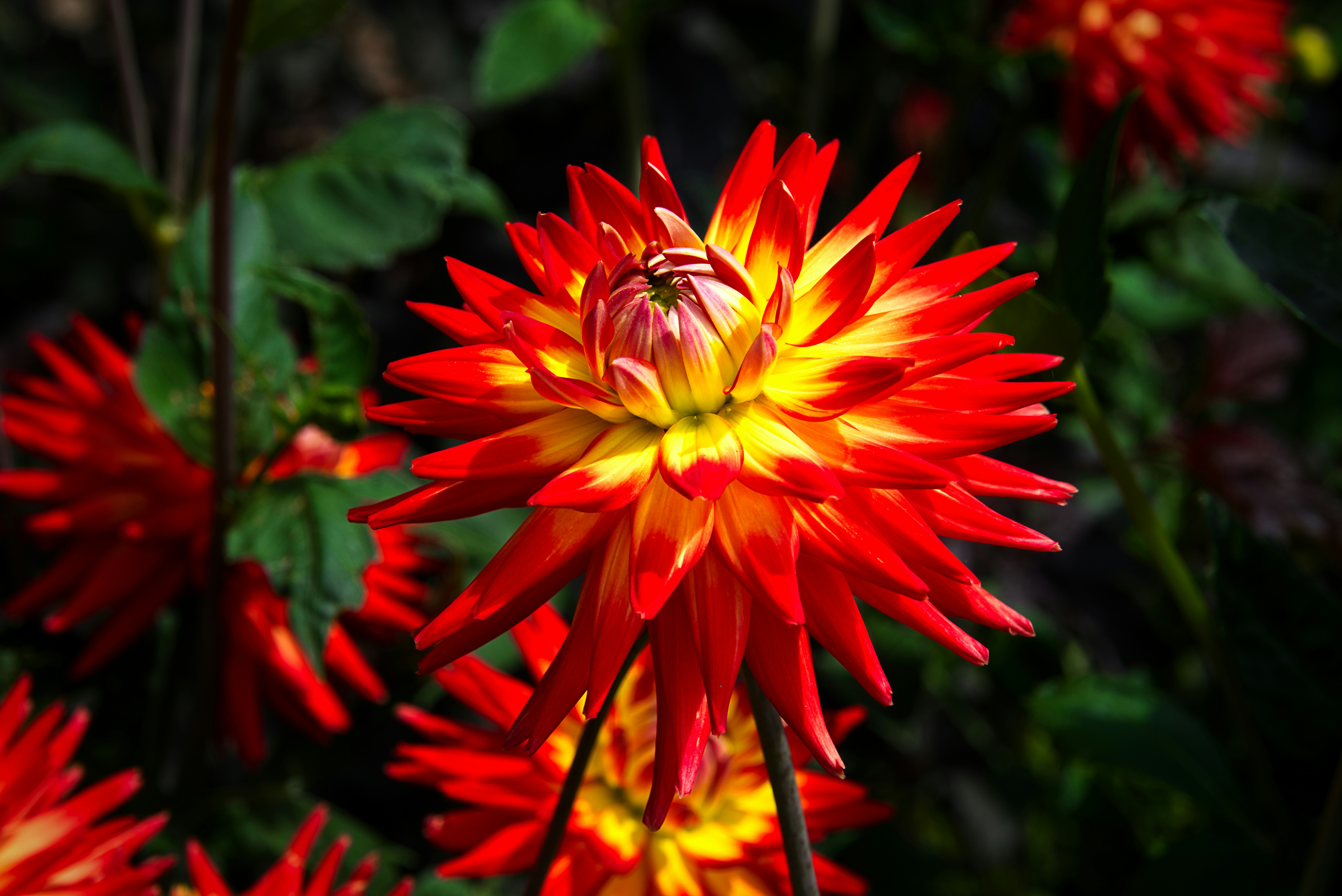 A striking red and yellow flower blooms brightly.