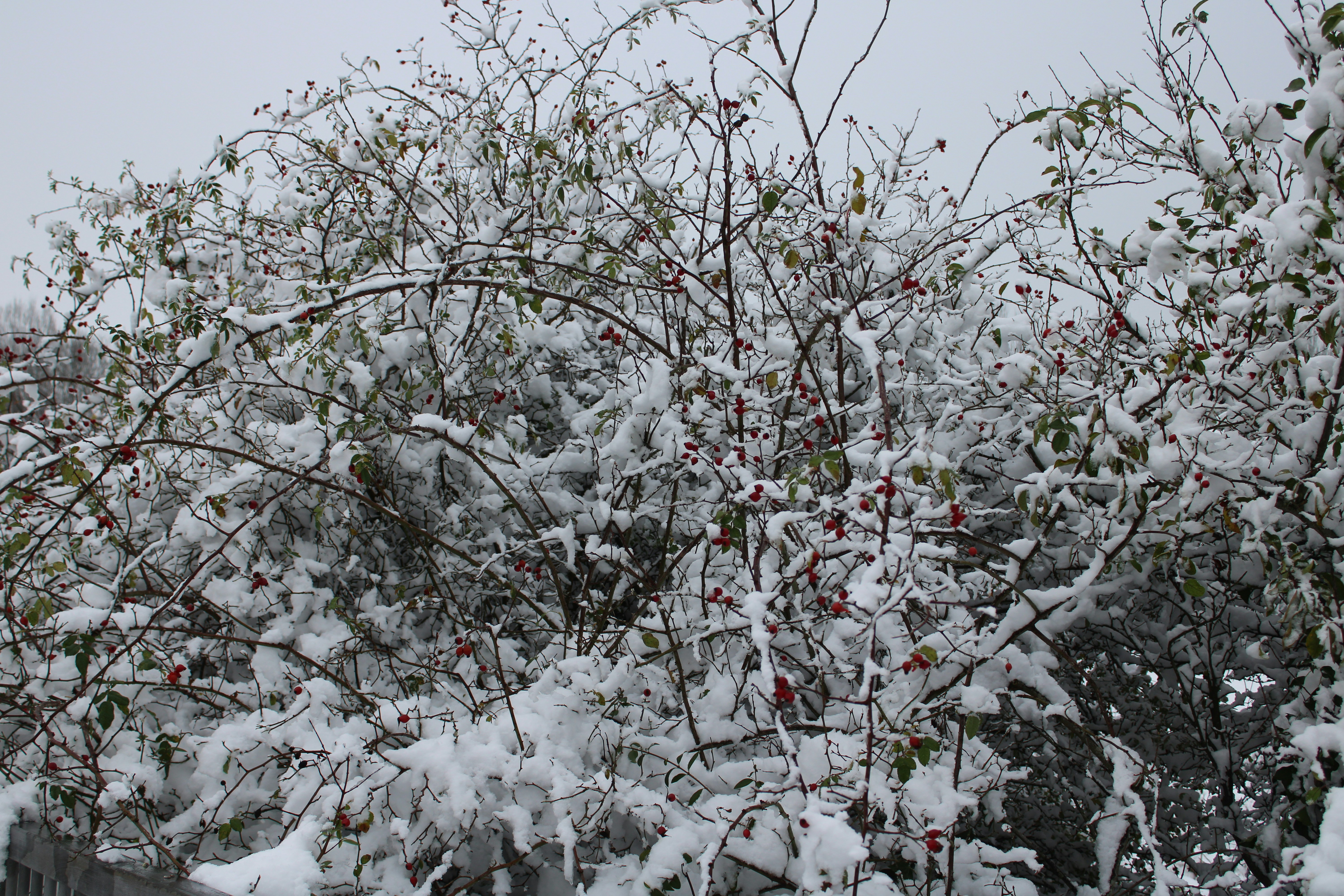 Photo by fastmarkers