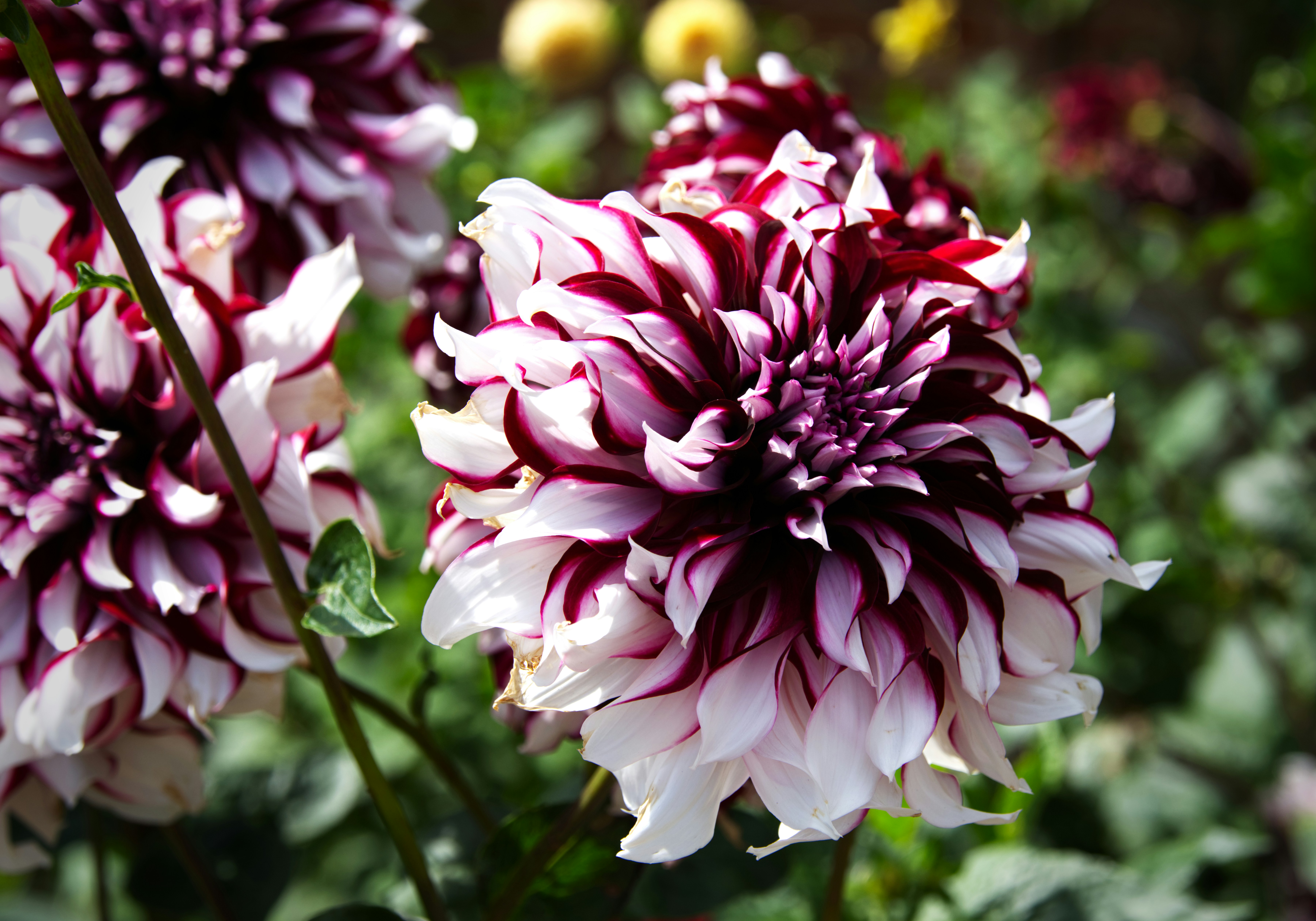 Beautiful, vibrant dahlias blooming in a garden.