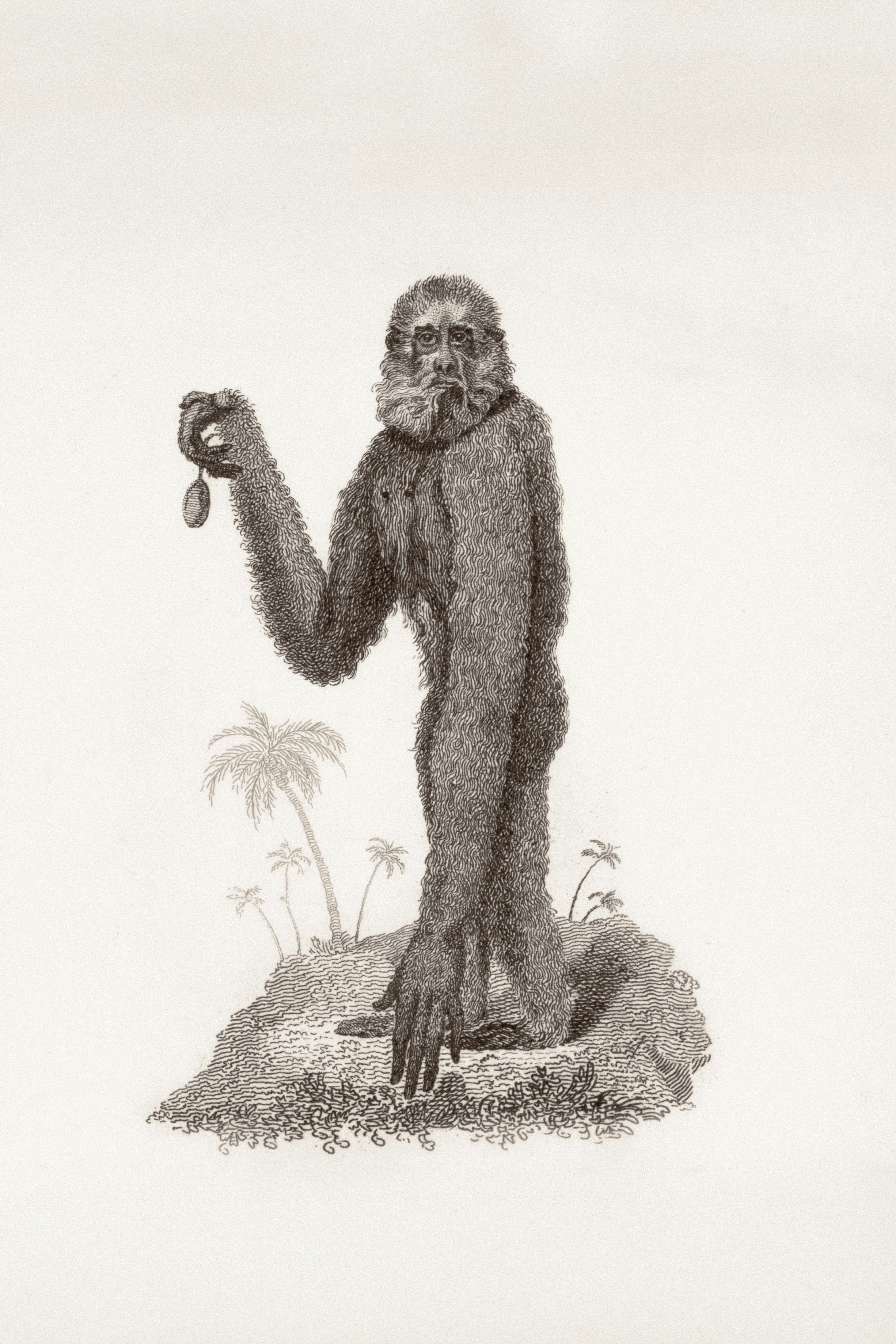 A hairy primate stands holding a small object.
