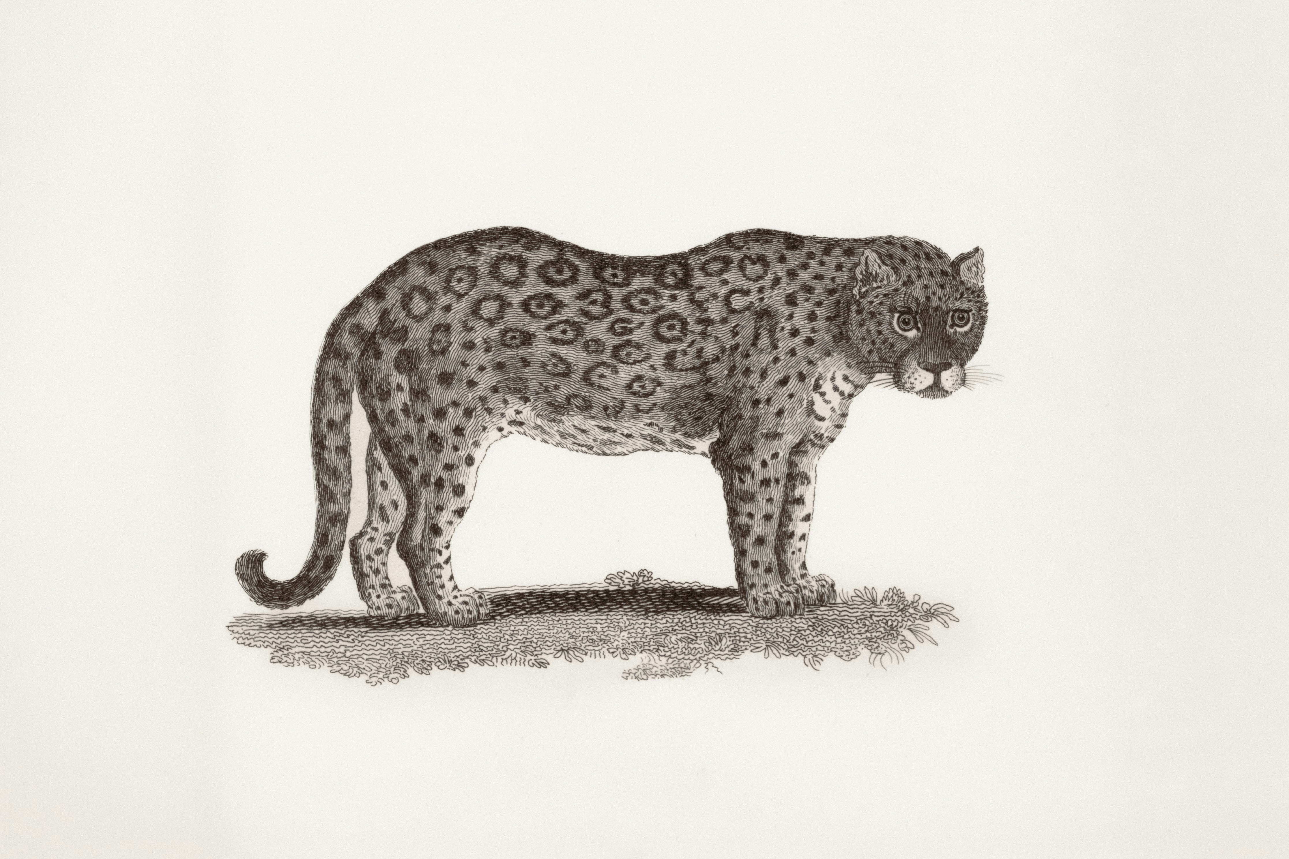 The Leopard at des Artistes