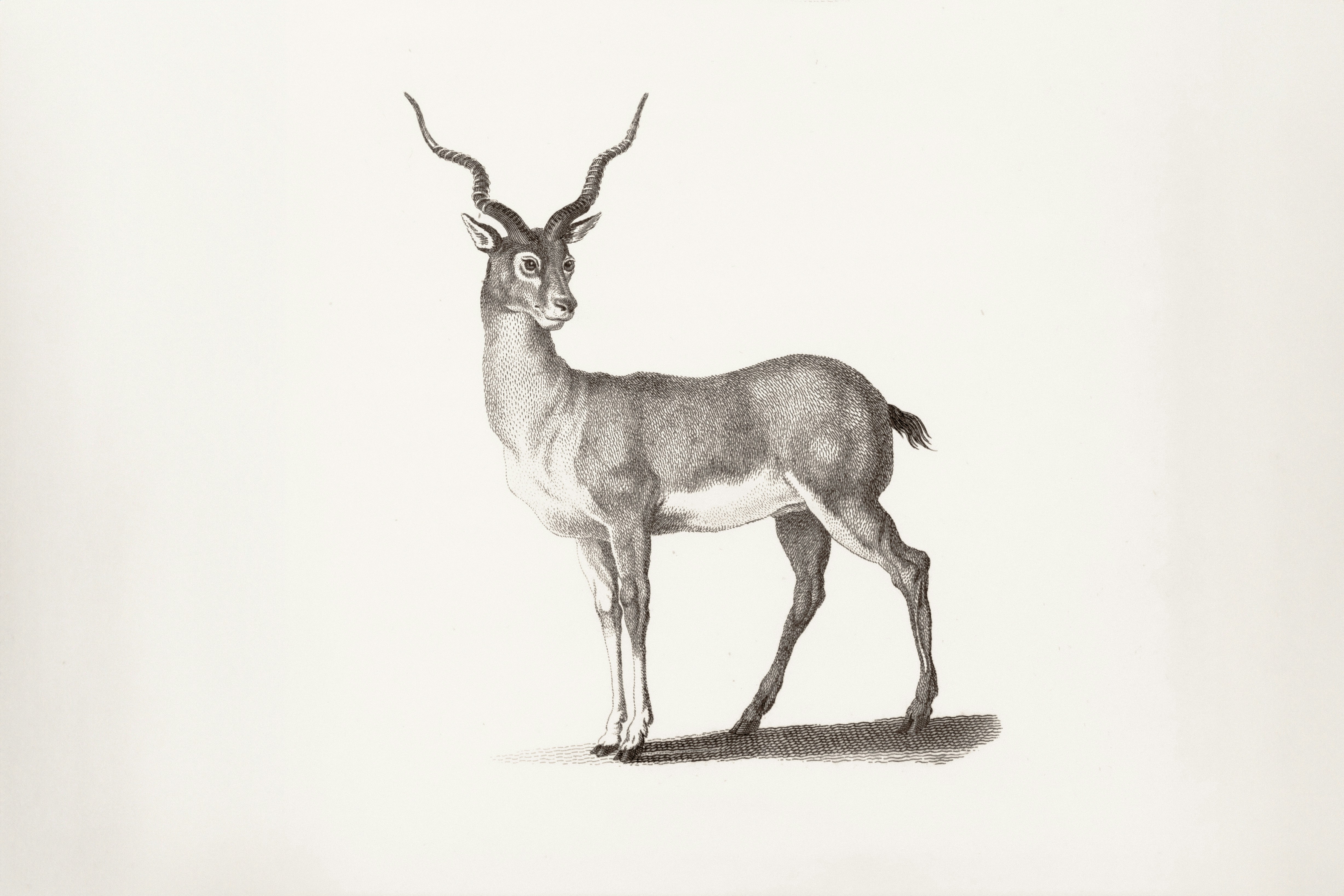 Un'antilope nera si erge con grazia su uno sfondo bianco.
