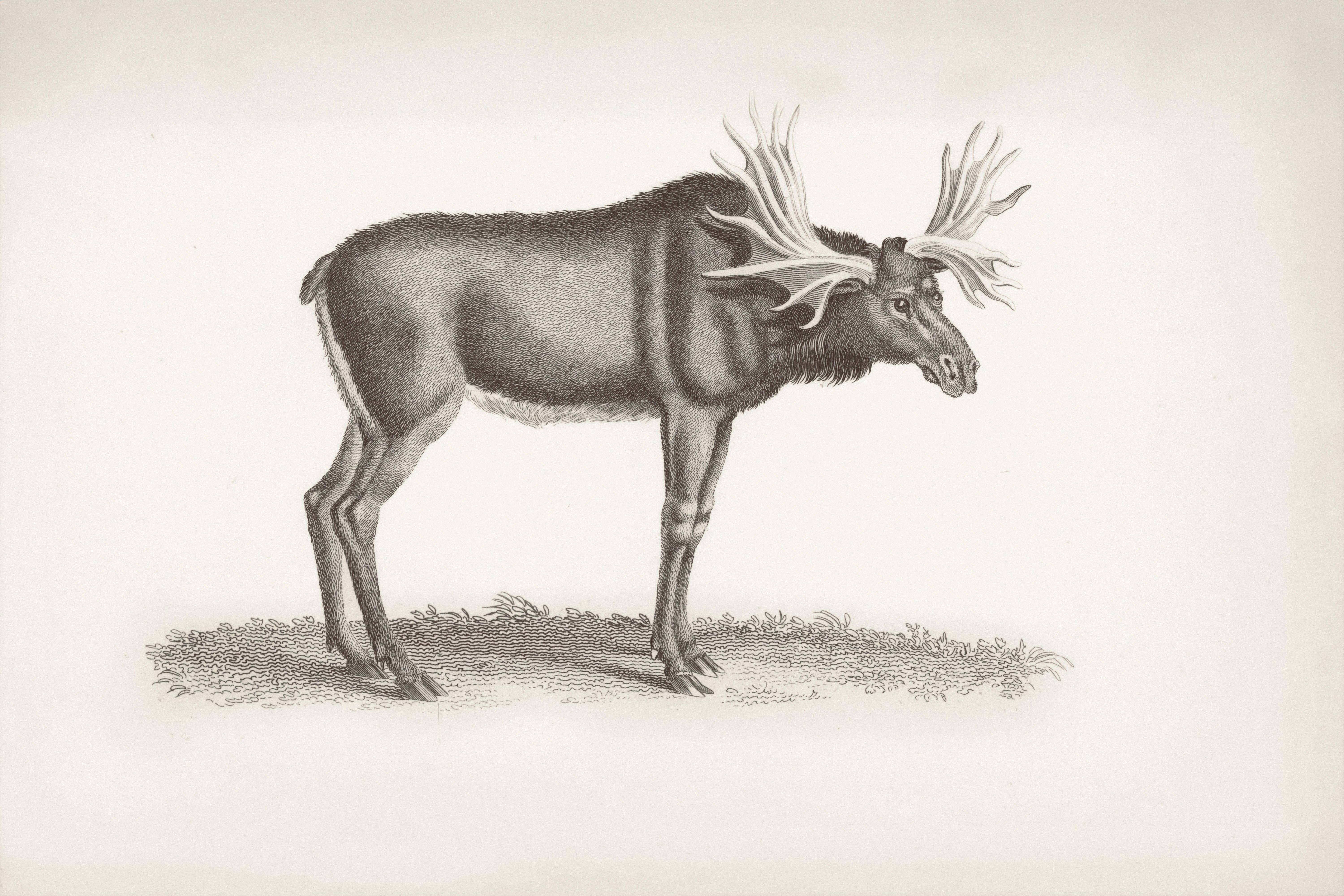 A detailed drawing of a moose with large antlers.