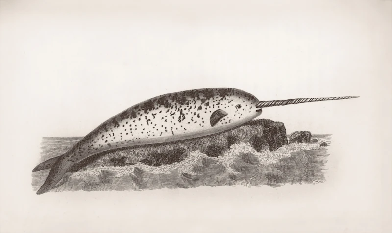 Narwhal (Monodon monoceros)