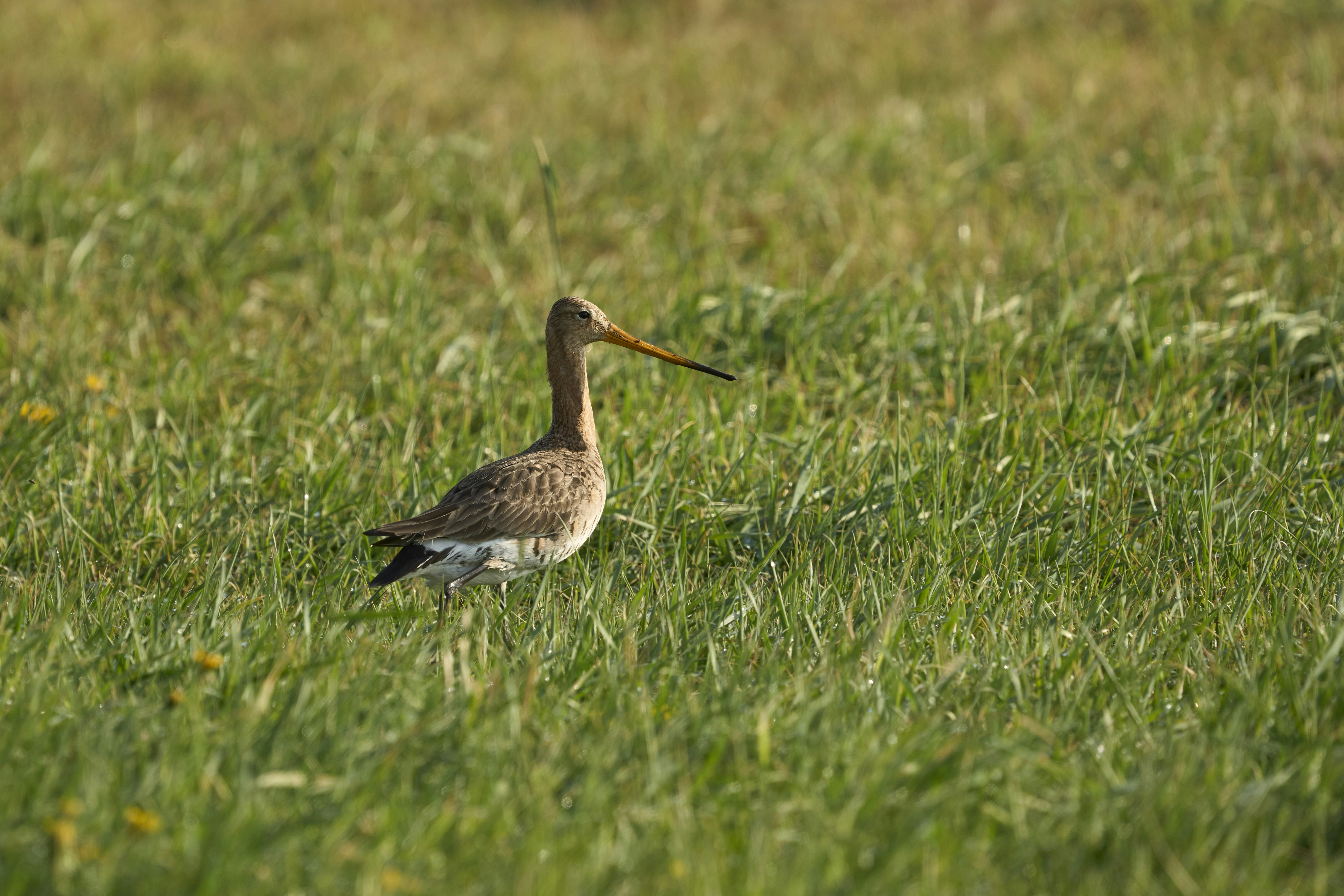 Photo by wolfgang_hasselmann