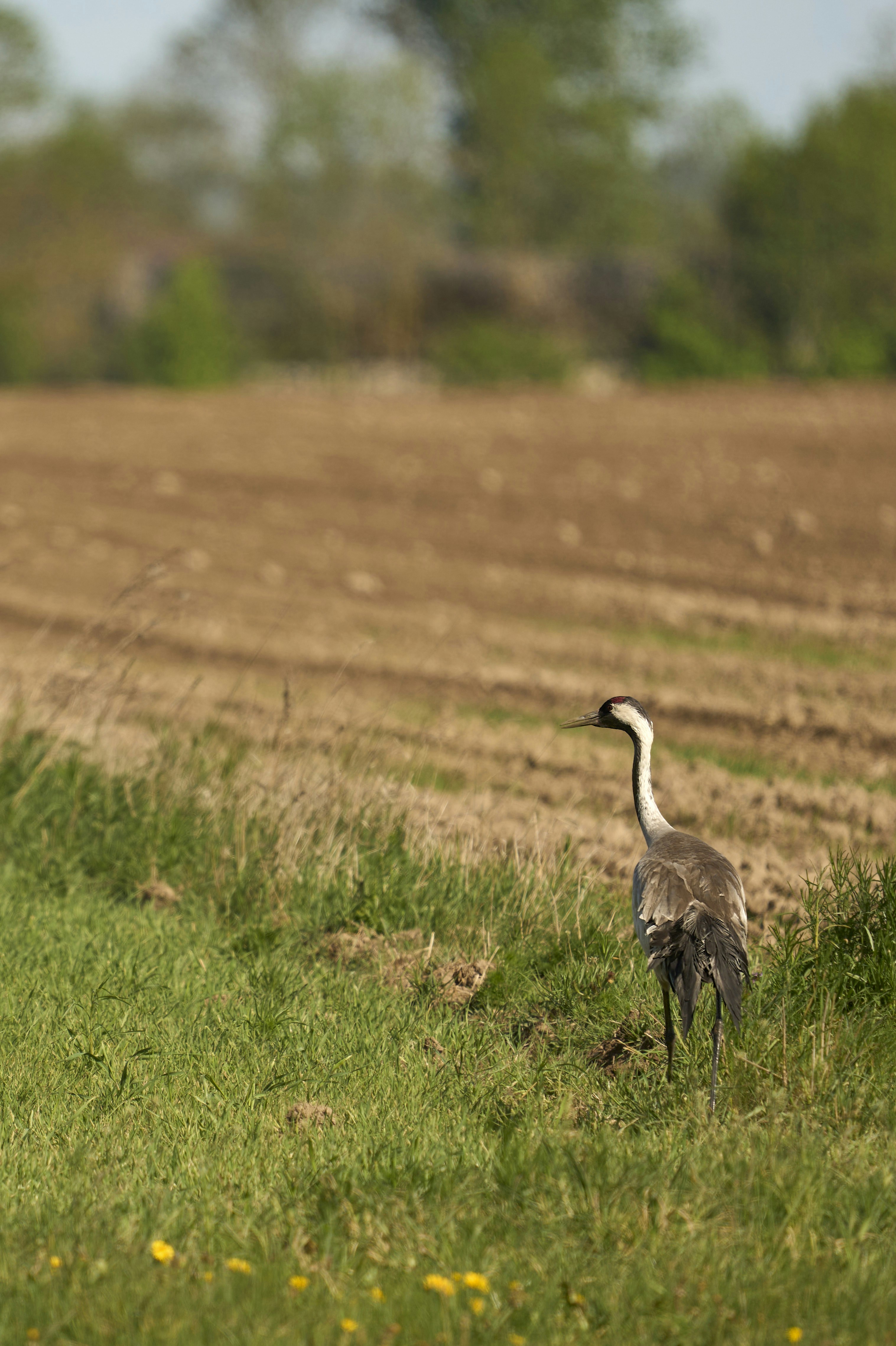 Photo by wolfgang_hasselmann