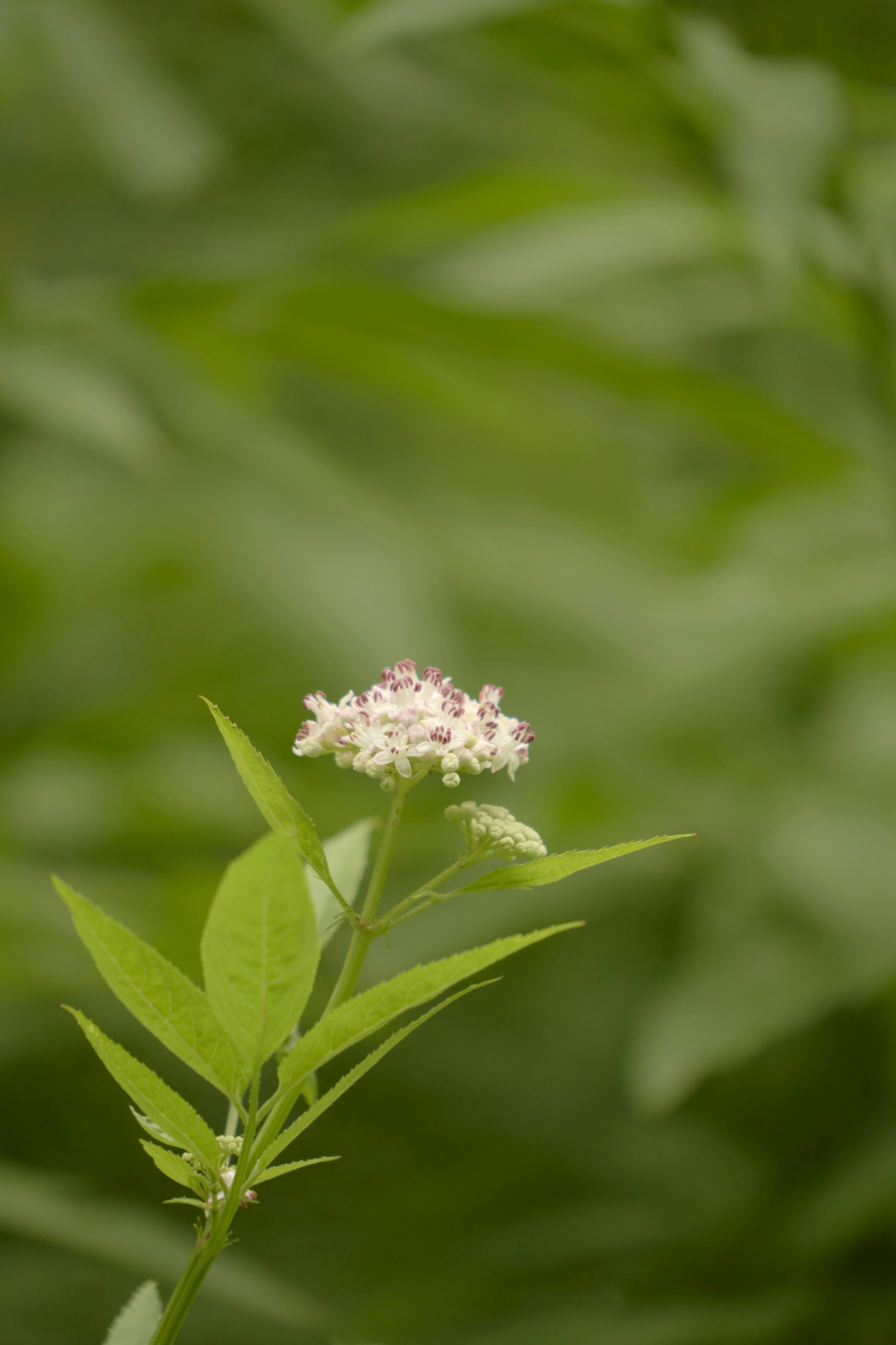 Photo by wolfgang_hasselmann