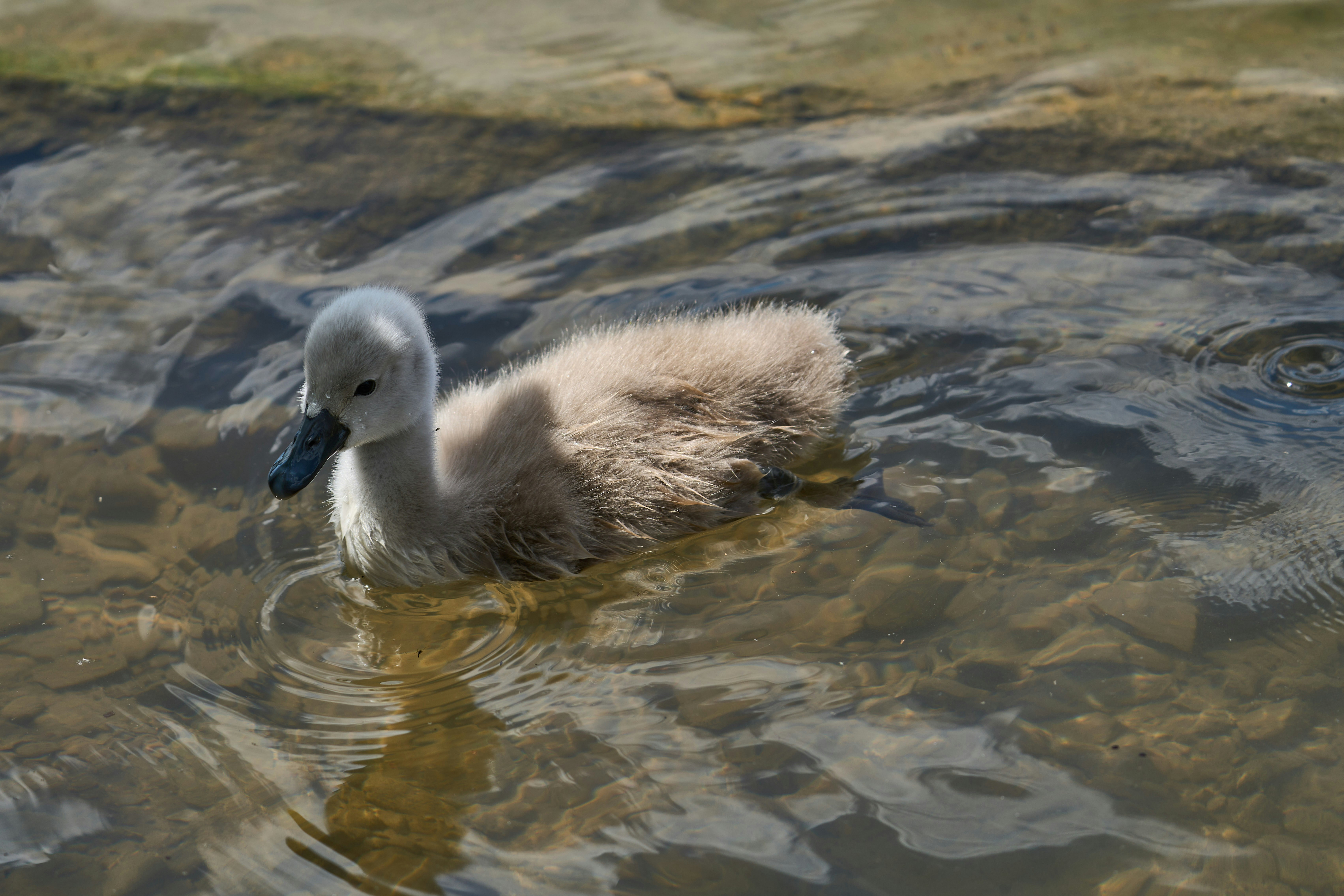 Photo by wolfgang_hasselmann