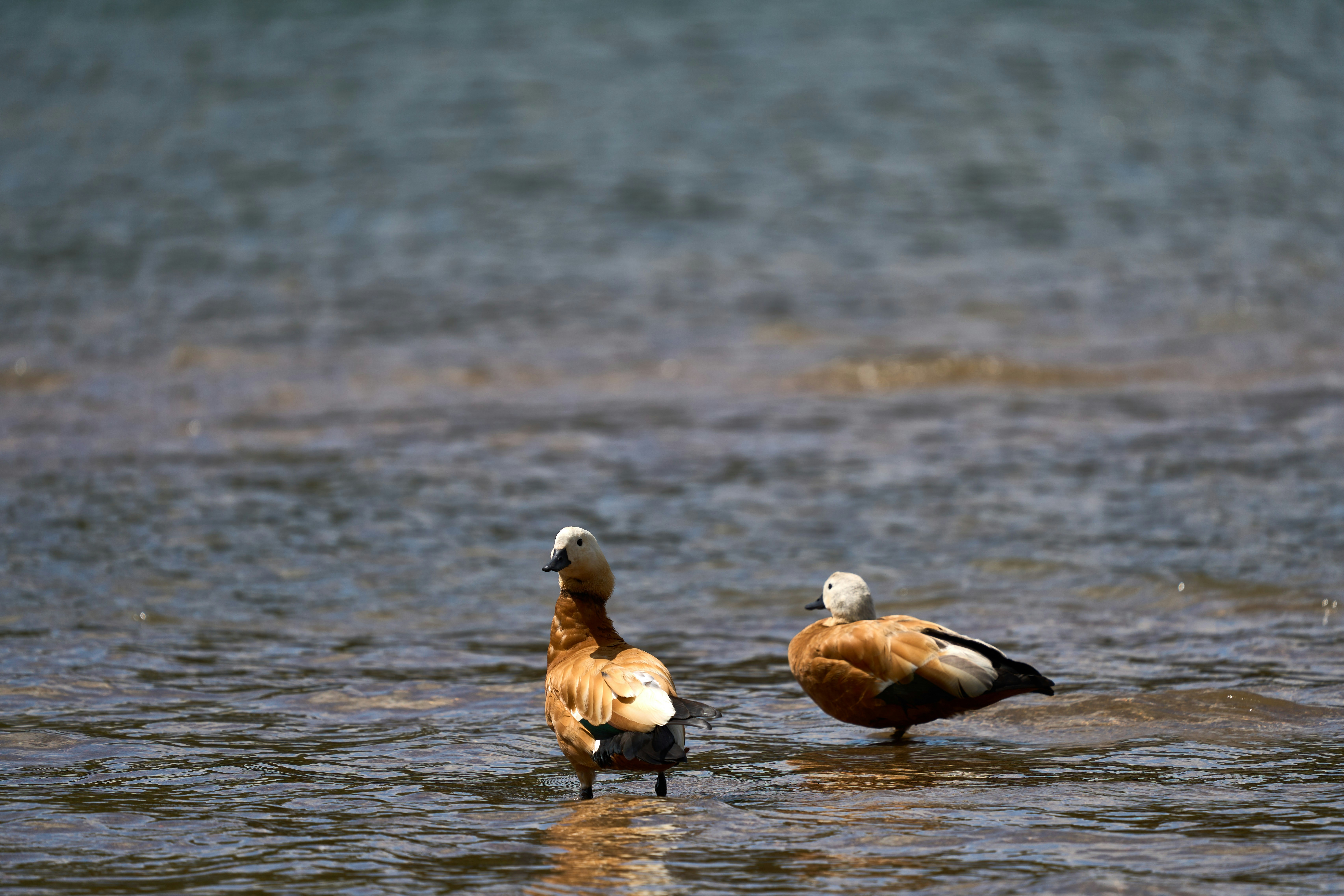 Photo by wolfgang_hasselmann