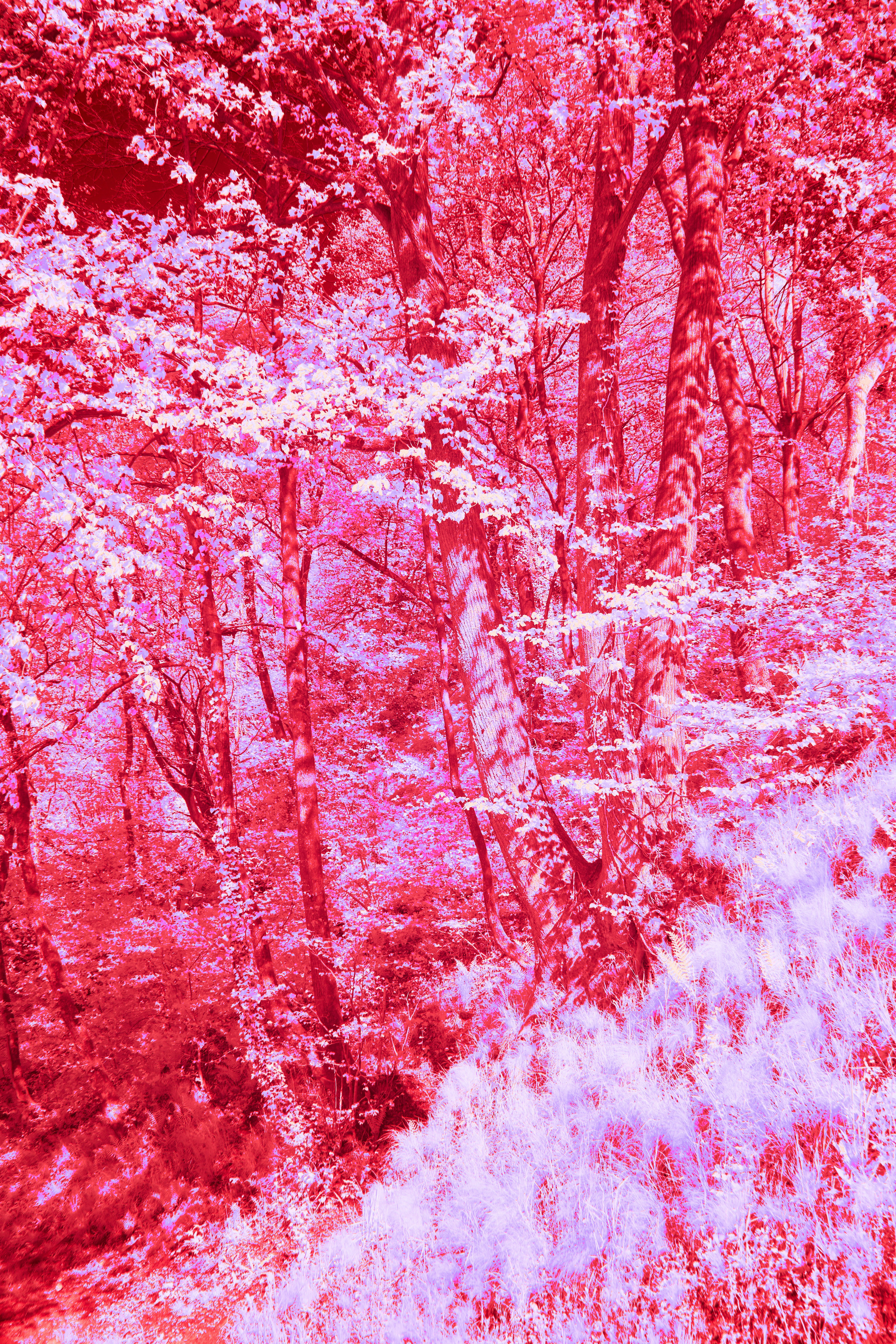 Photo by wolfgang_hasselmann