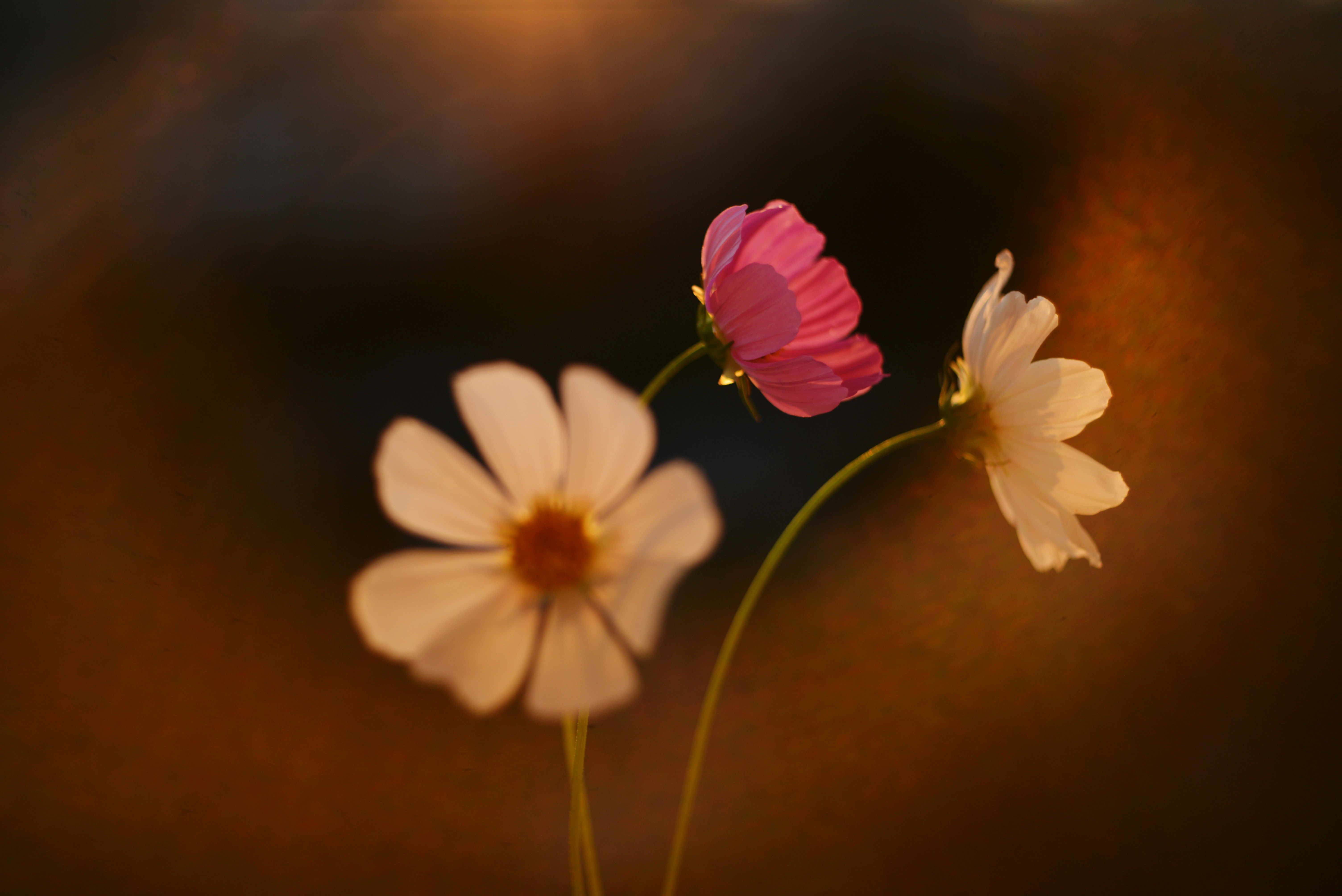 Photo by cherstve_pechivo