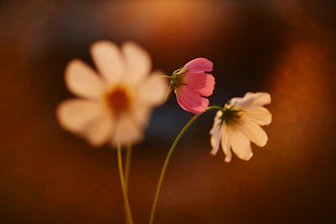 Pretty pink and white flowers in soft focus.