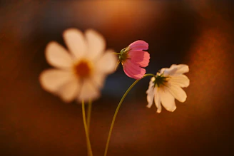 Pretty pink and white flowers in soft focus.