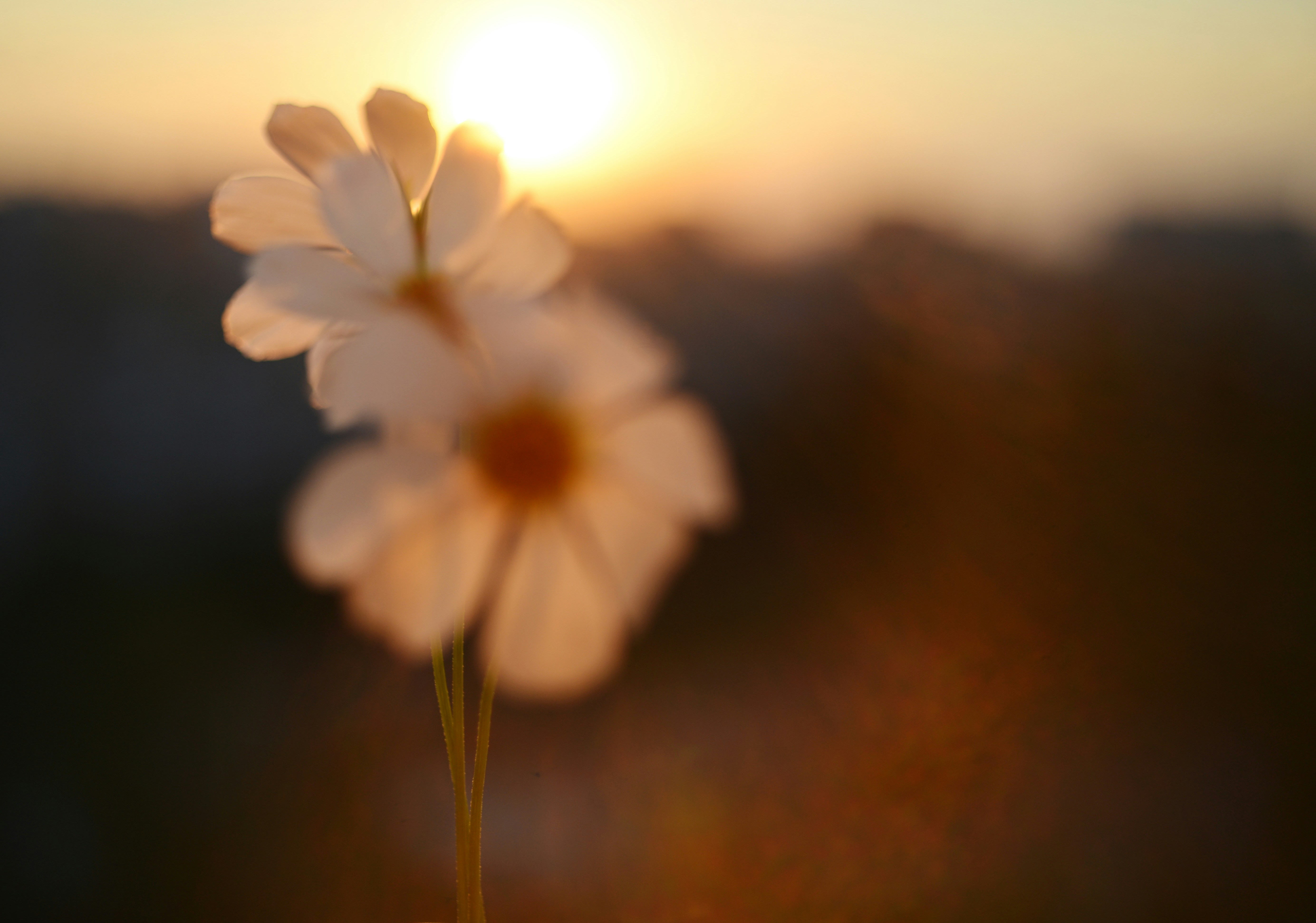 Photo by cherstve_pechivo