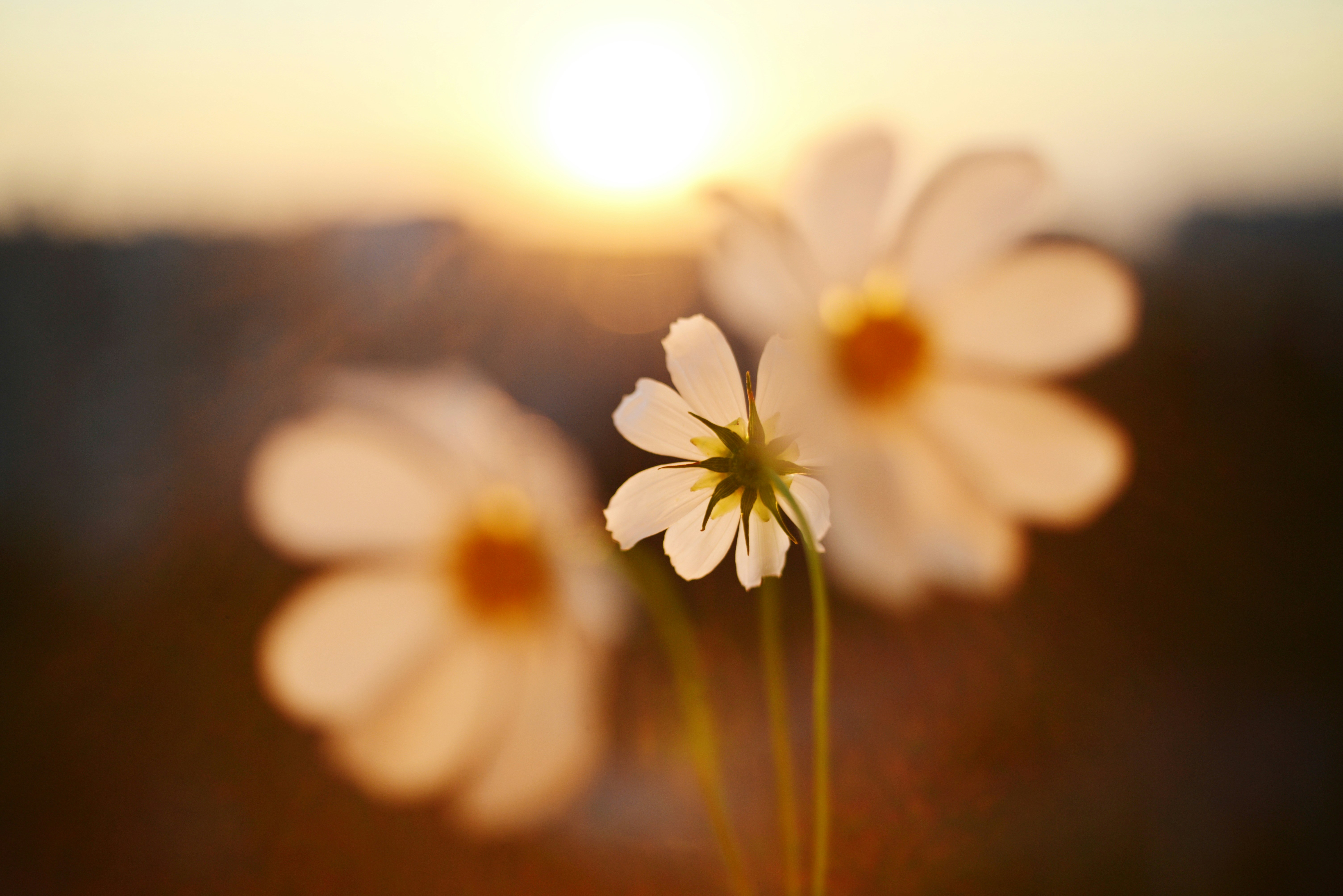 Photo by cherstve_pechivo