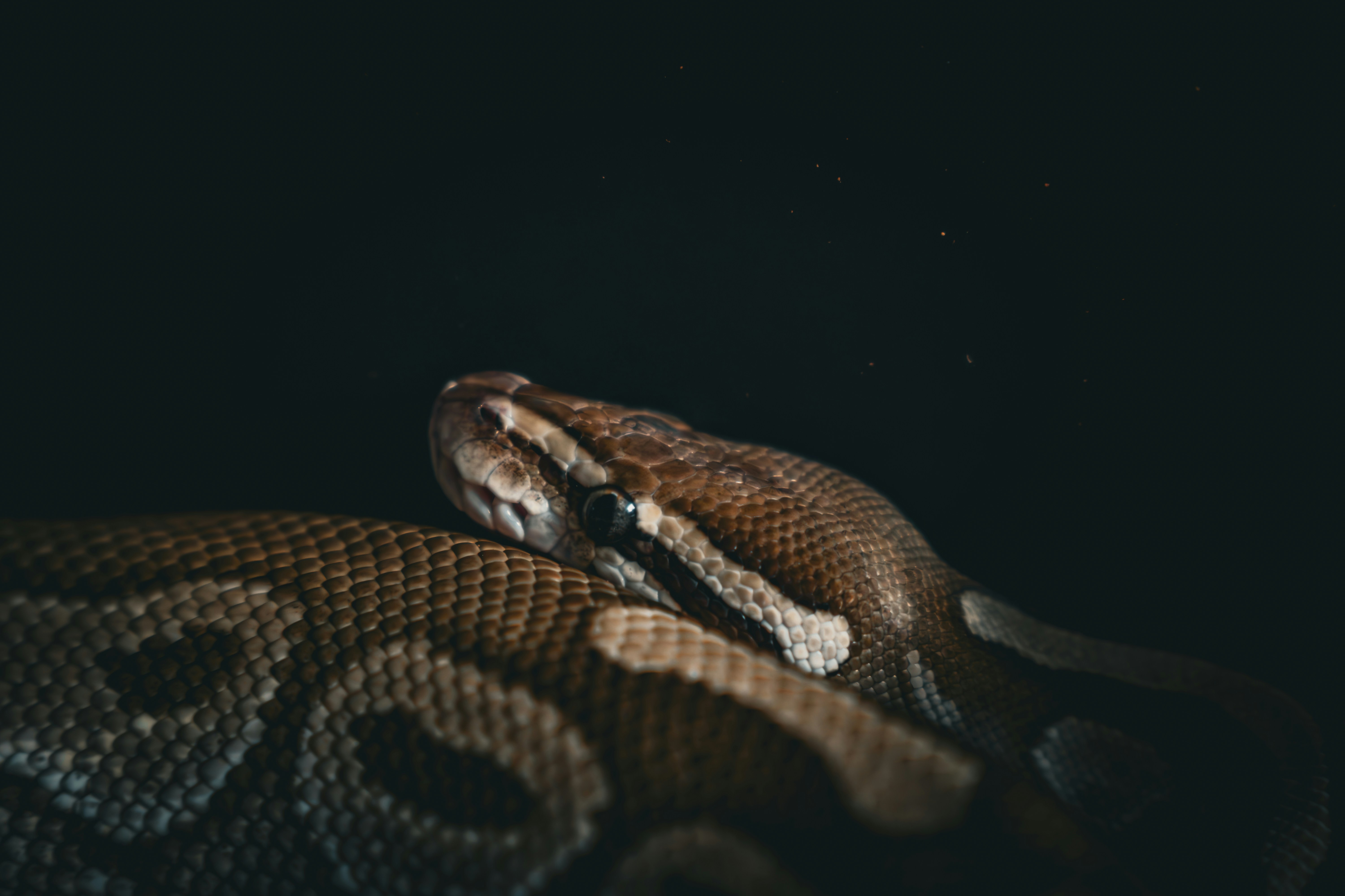 A snake rests, coiled on a dark surface.