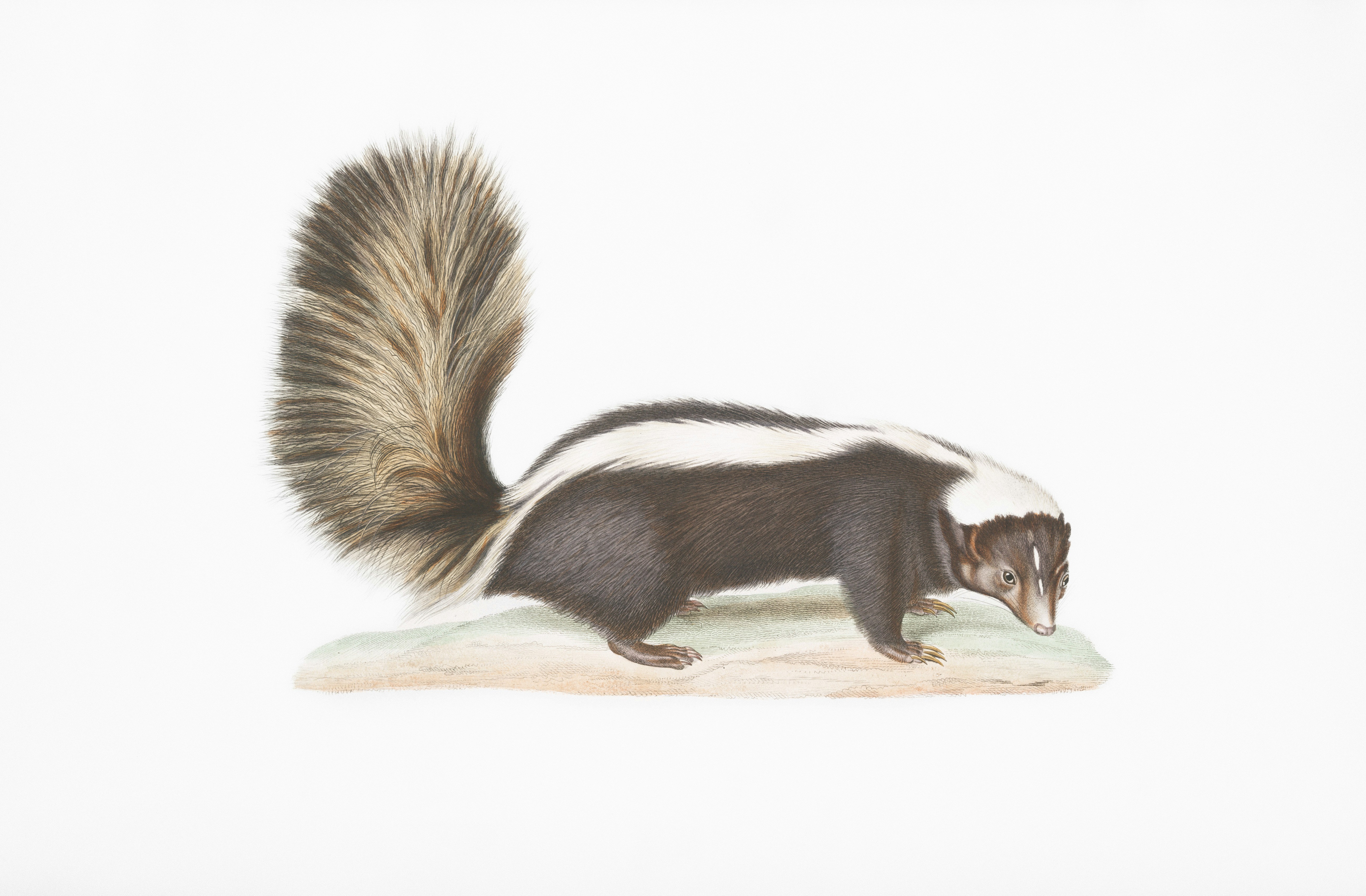 Imágenes de Zorrillo | Descarga imágenes gratuitas en Unsplash, image size:3000x1968