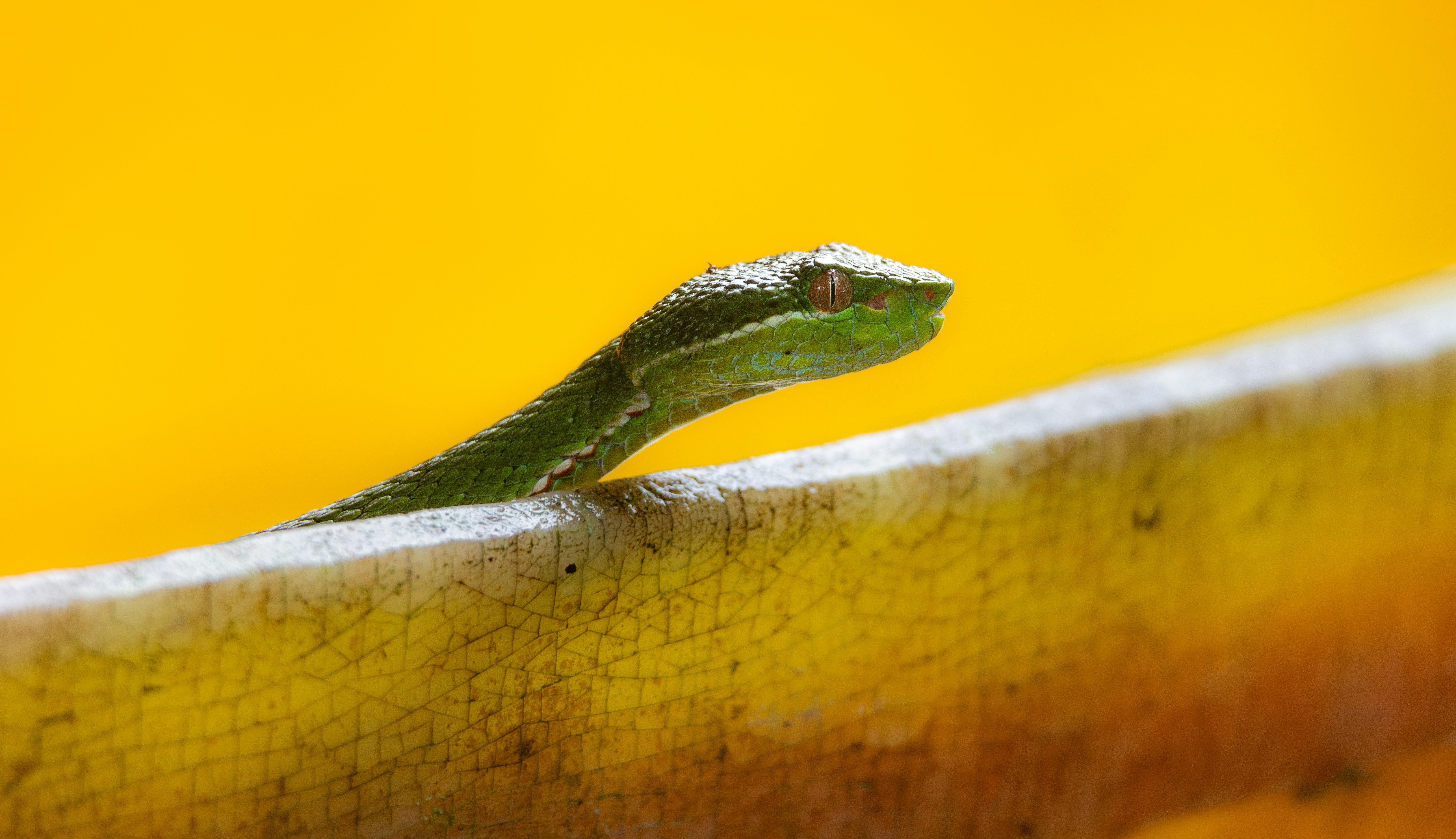 Photo by marekpiwnicki