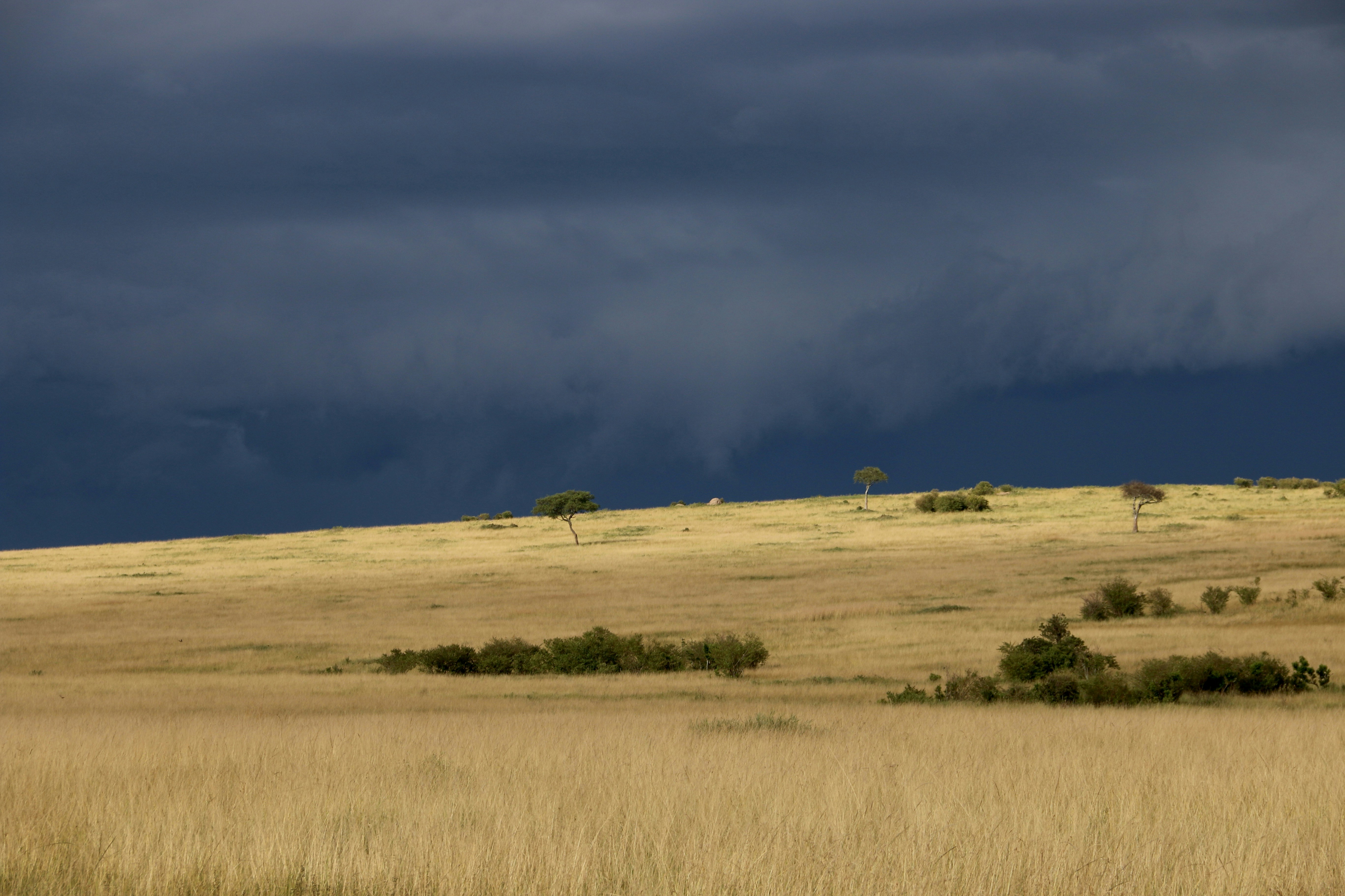 Dark storm clouds loom over the african savanna.