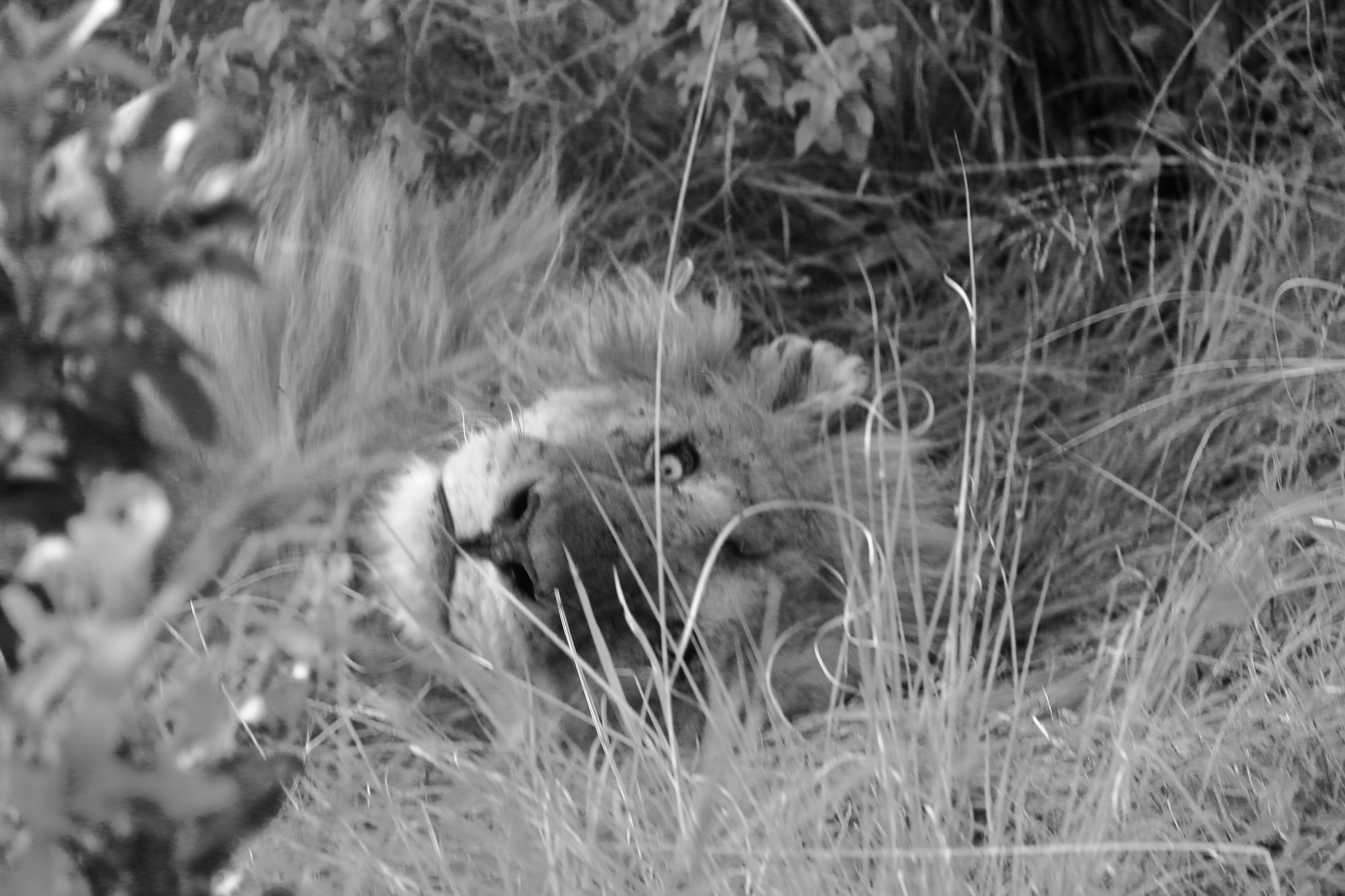 Photo by polinakoroleva