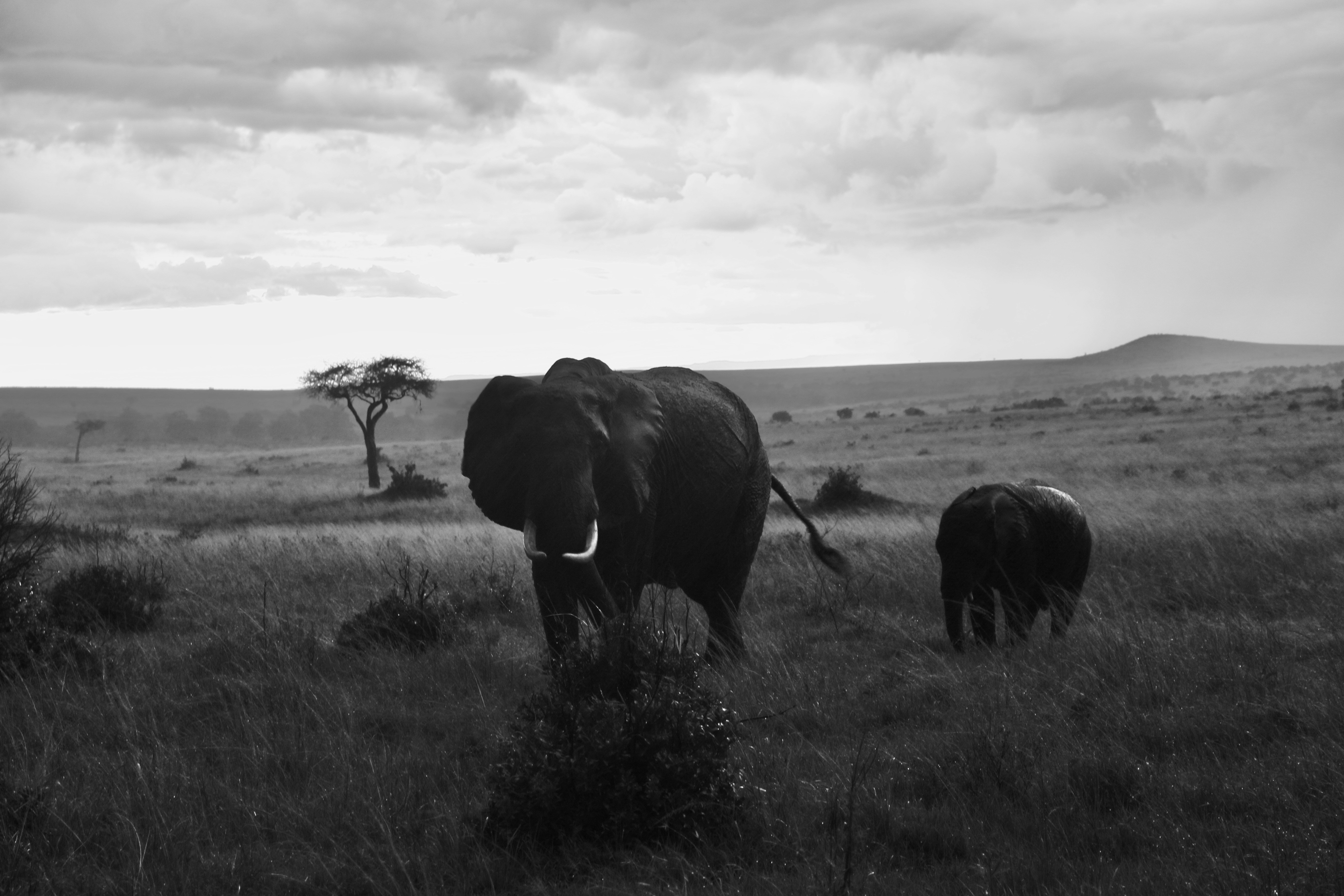 Two elephants stand in a grassy savanna.