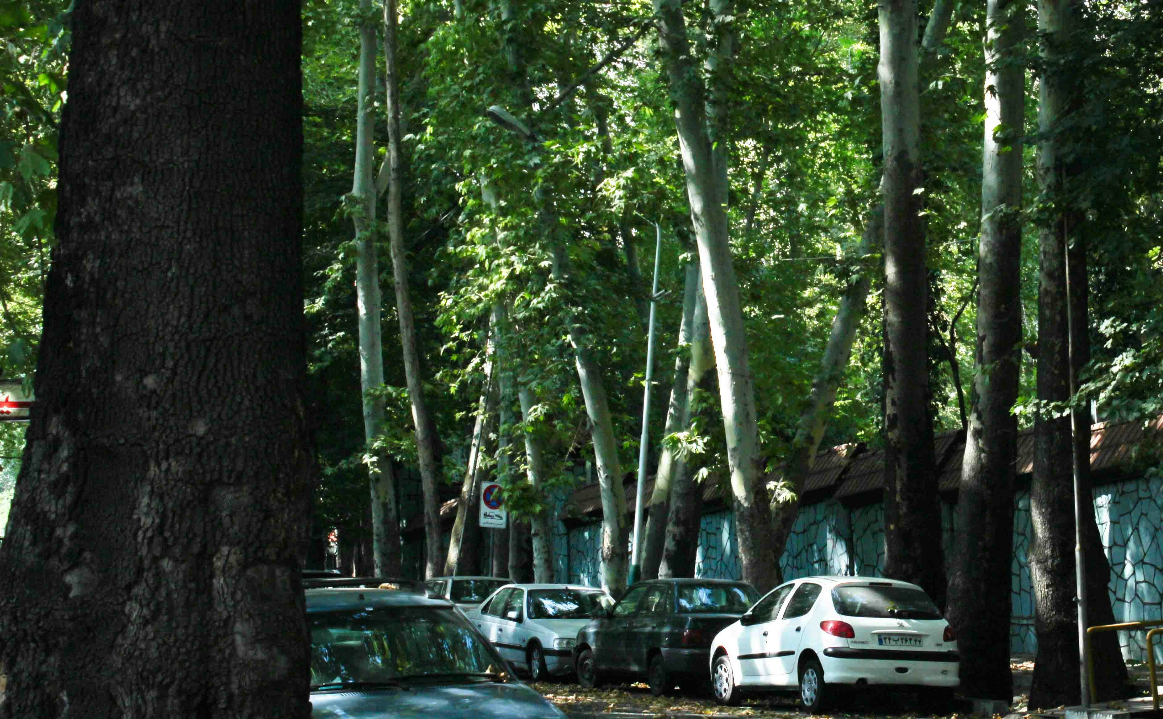 인제 자작나무숲 주차장 차박 관련 이미지2