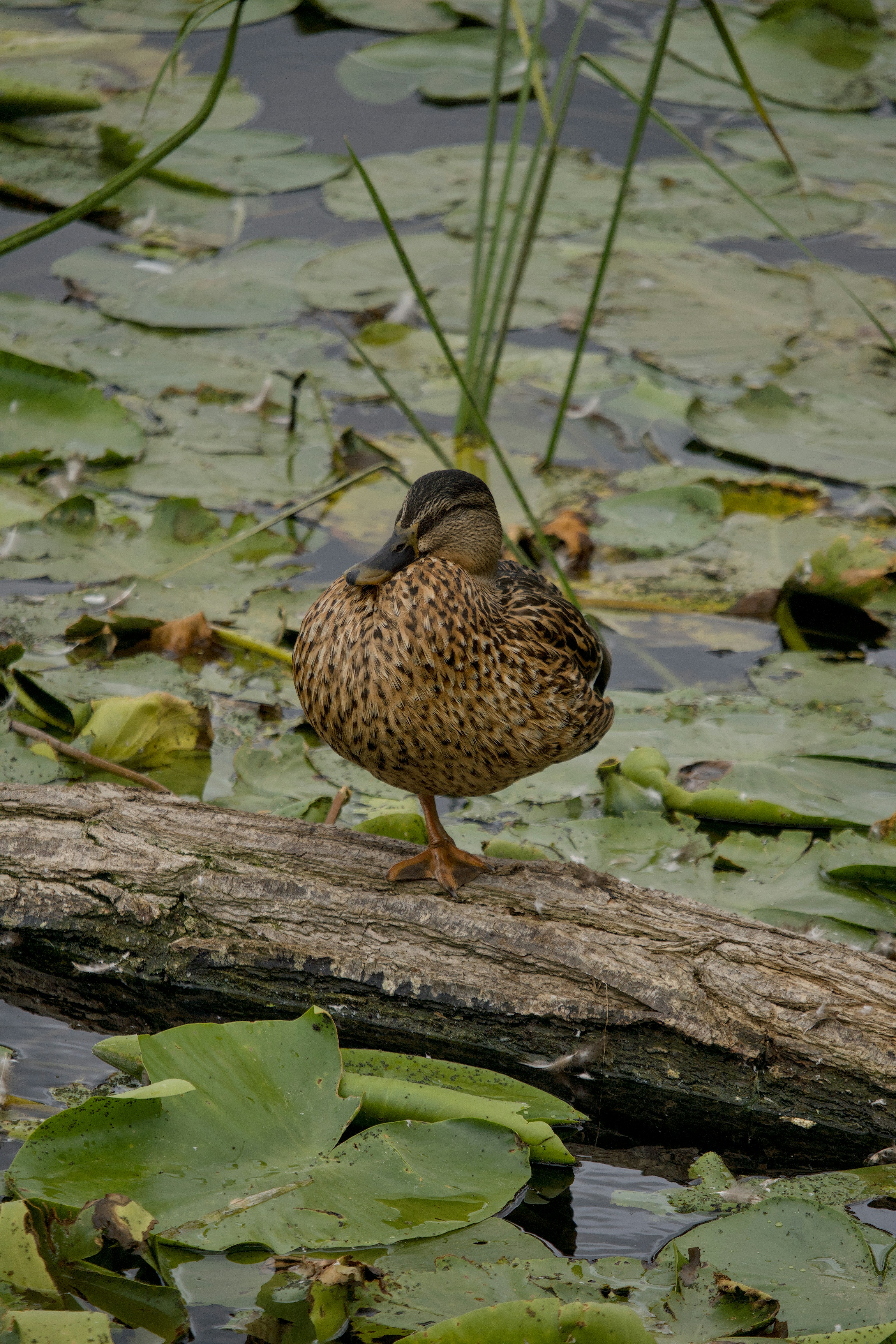 Photo by dotdavisphotography