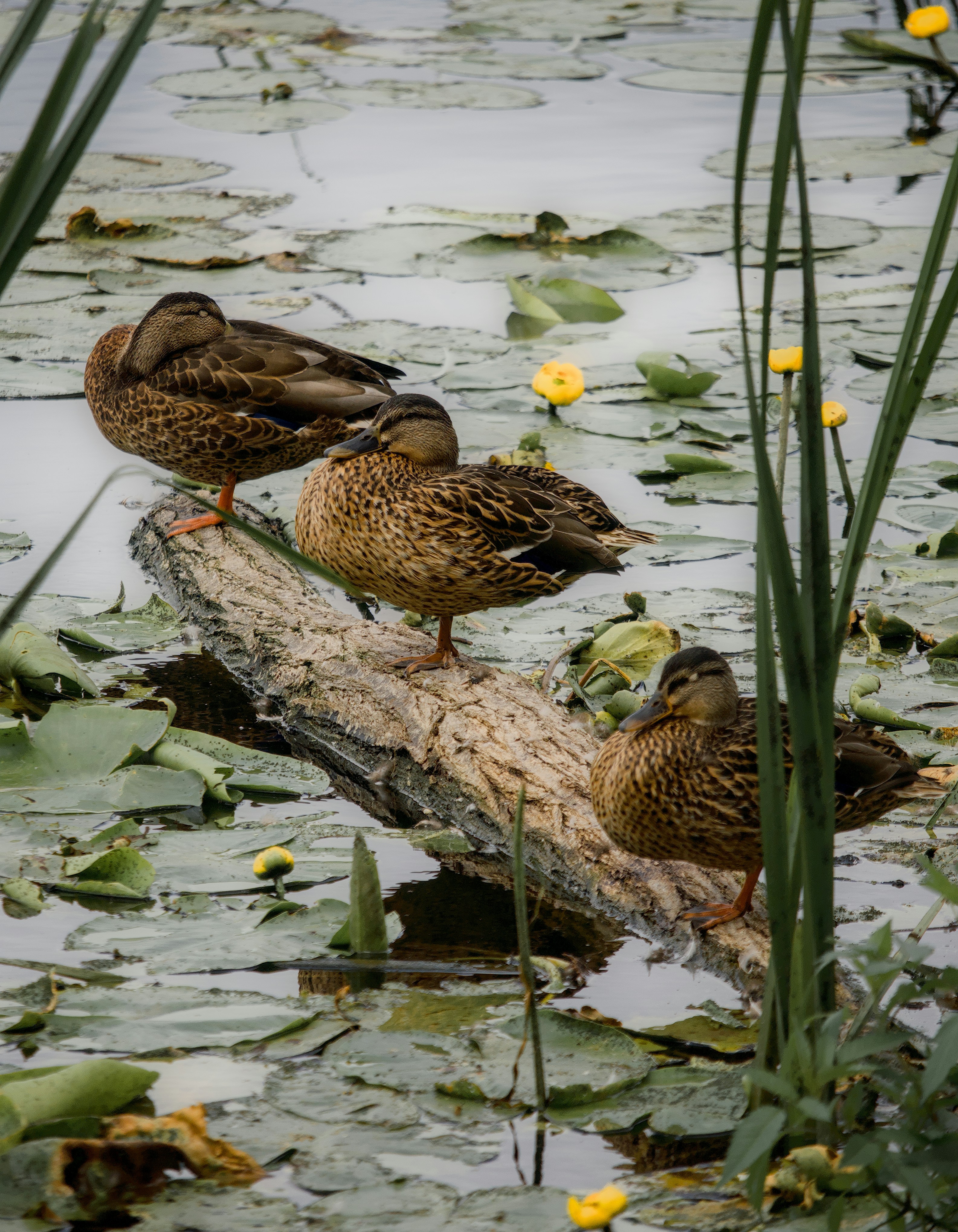 Photo by dotdavisphotography