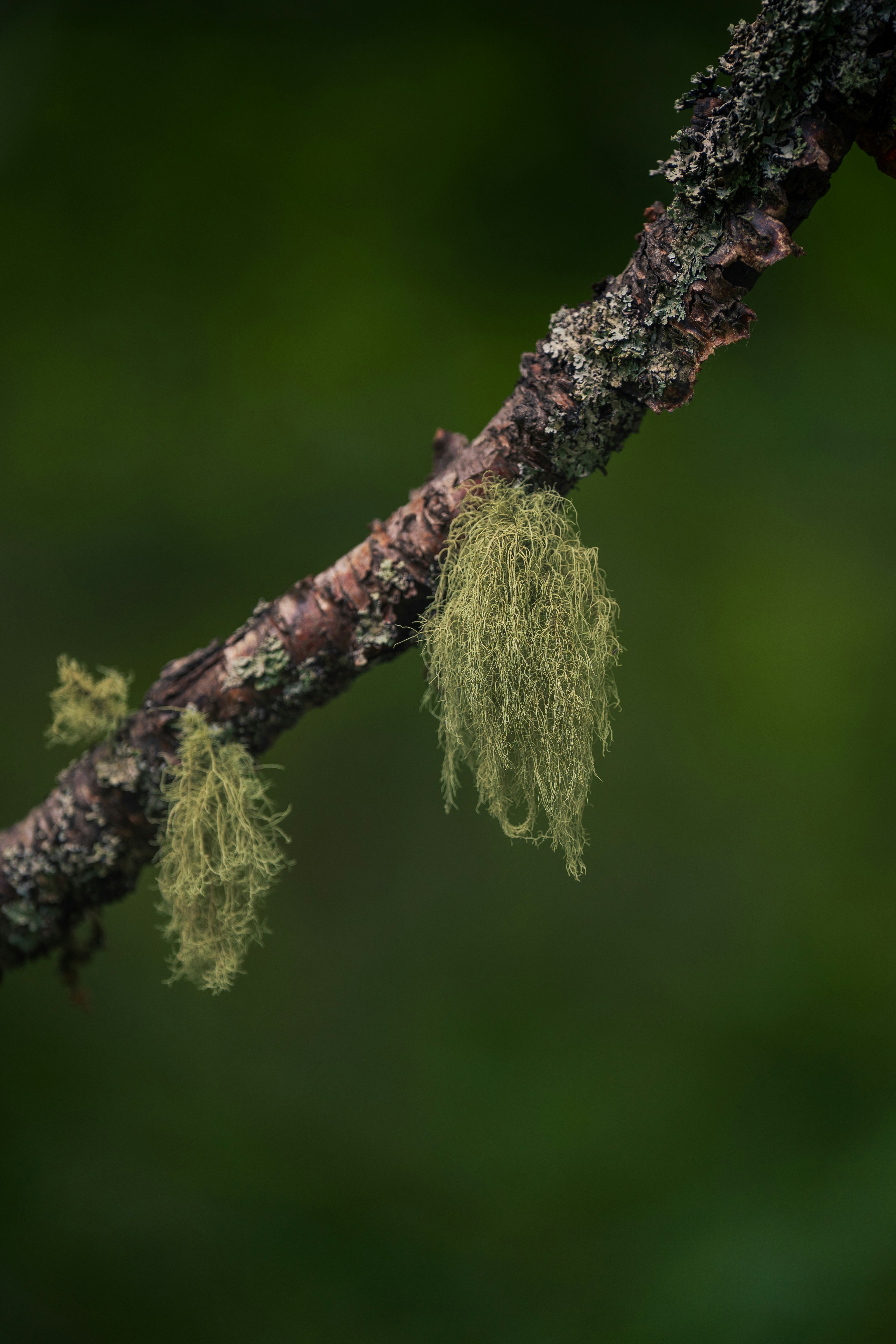 Lichen et mousse sur une branche d’arbre