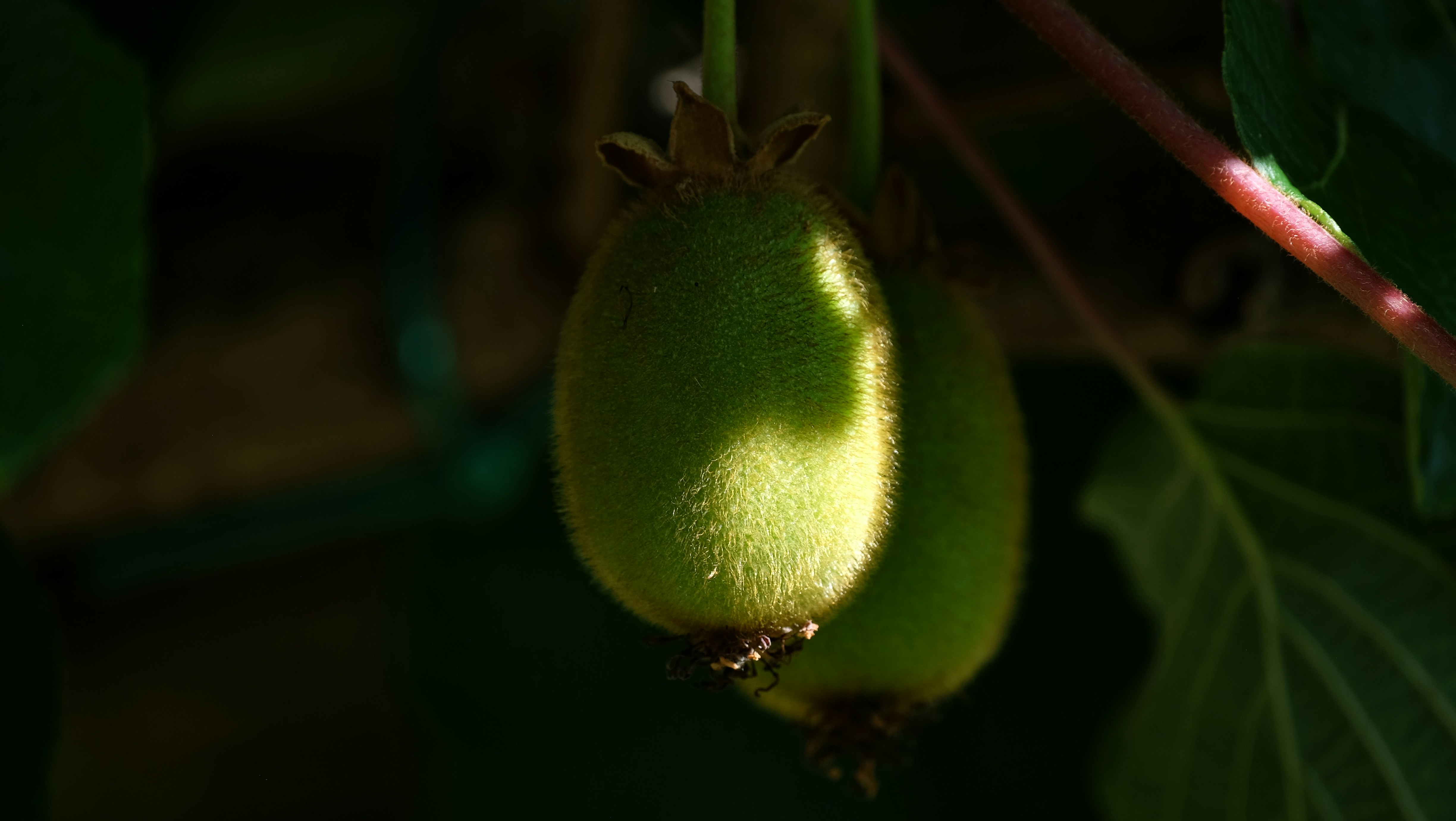 Two fuzzy kiwis hang from a leafy branch.
