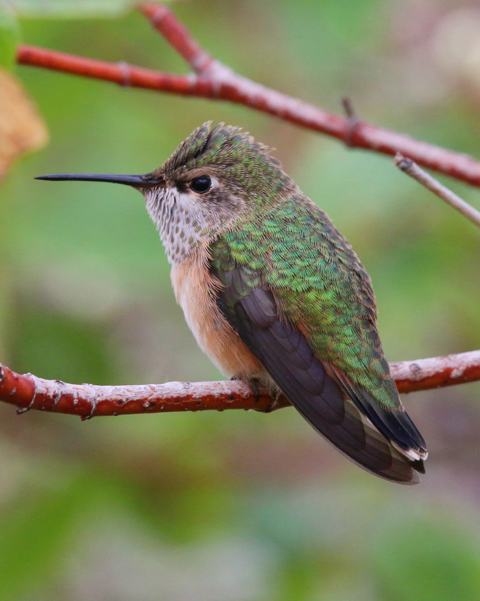 A hummingbird with a vibrant green body and brown wings is perched on a thin, red twig. The bird's long beak is pointed downwards, suggesting it might be feeding or preening itself. The background features blurred leaves in various shades of green, creating a natural setting for the bird.