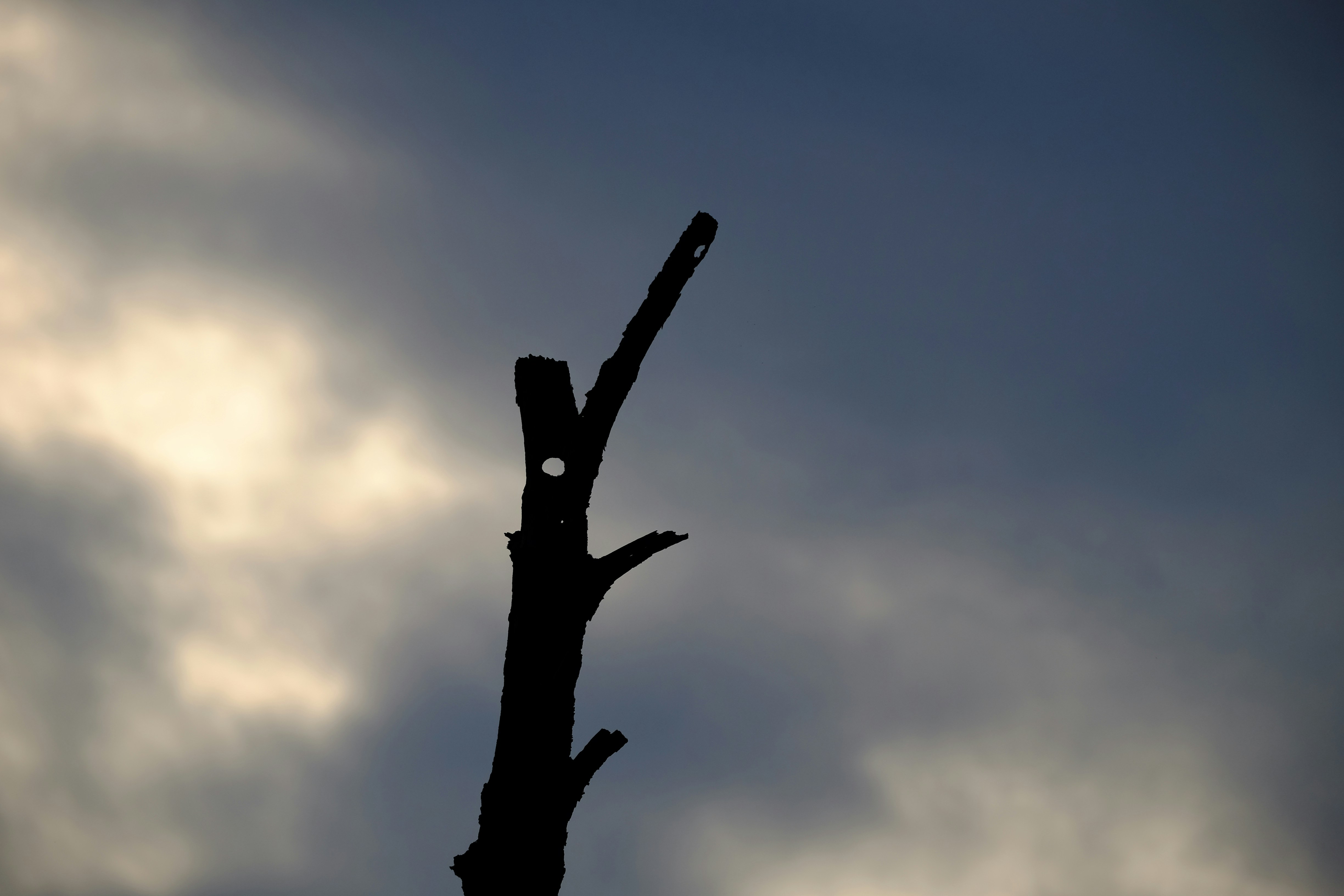 A dark tree branch silhouetted against the cloudy sky.