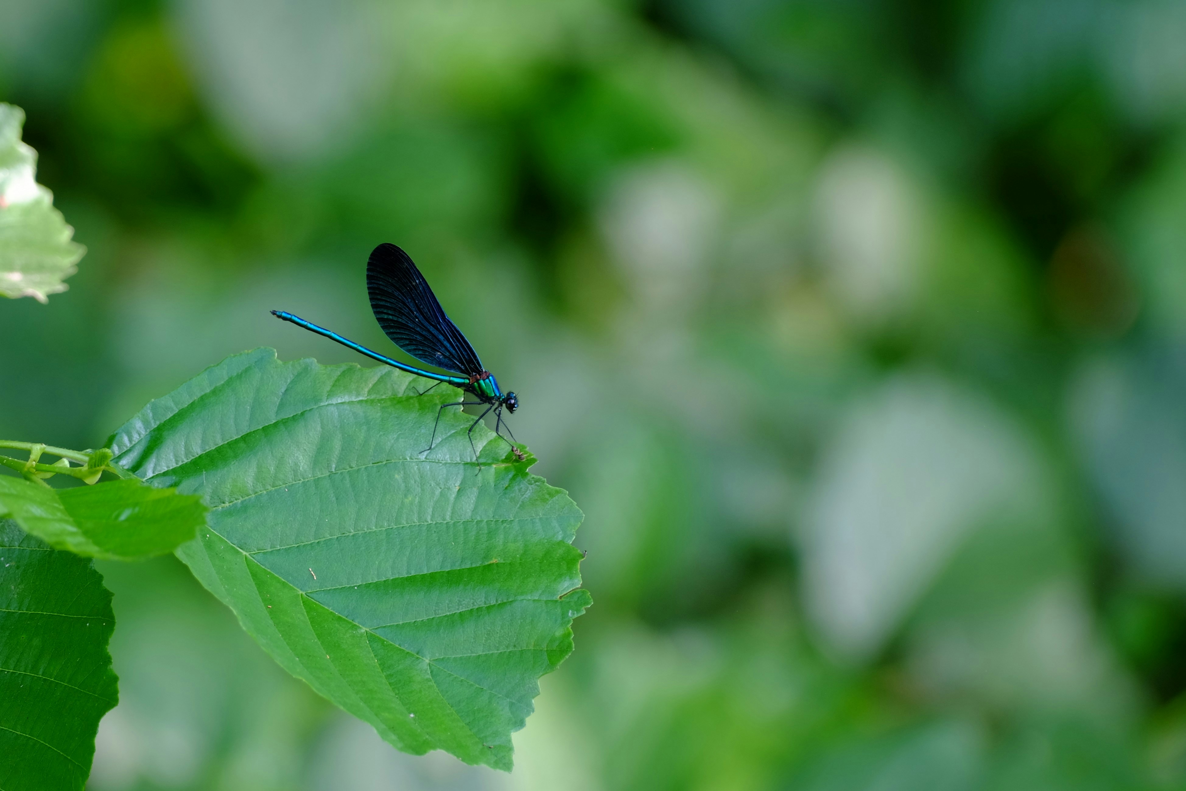 A dragonfly perches on a green leaf.