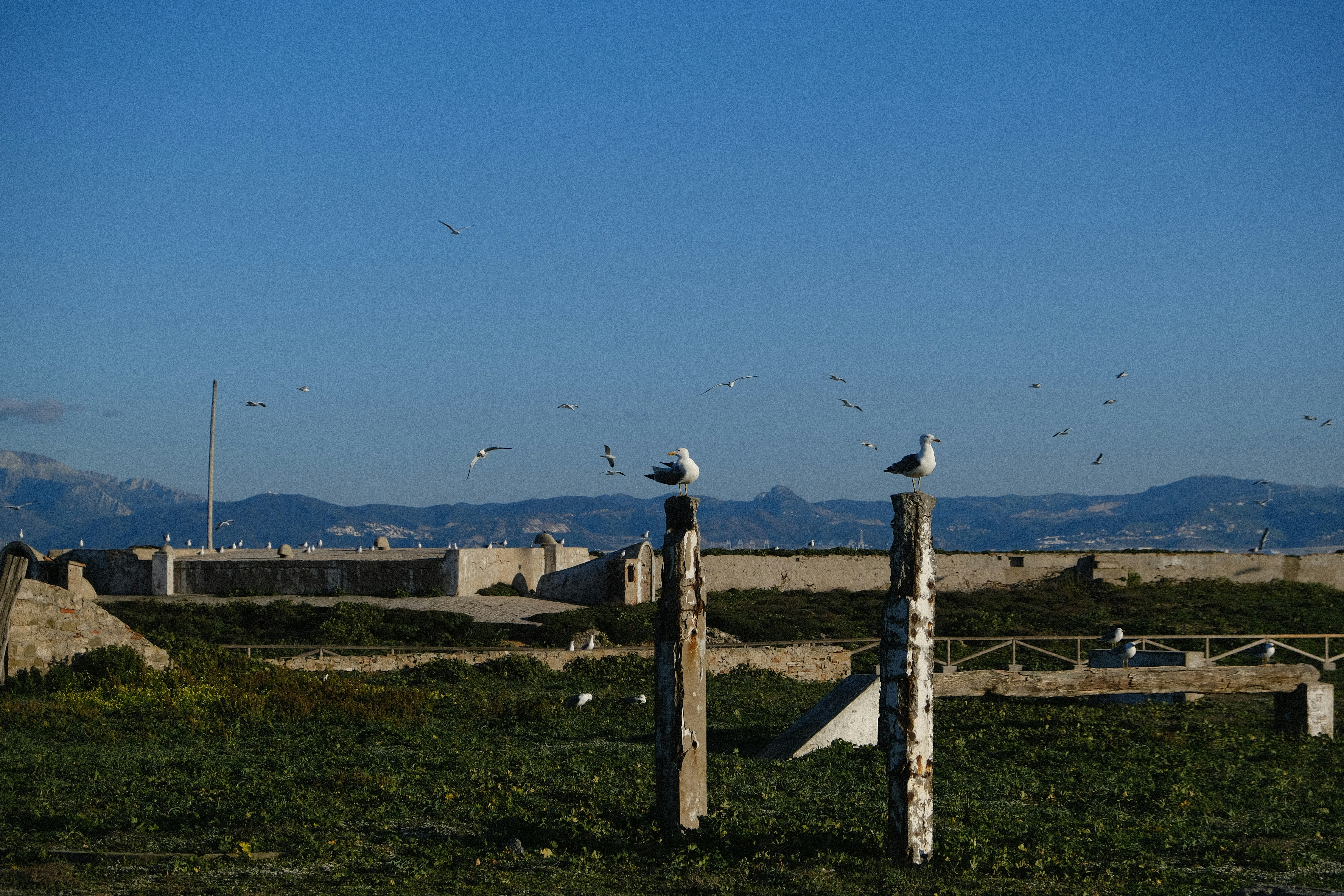 Seagulls perch on wooden posts overlooking the sea