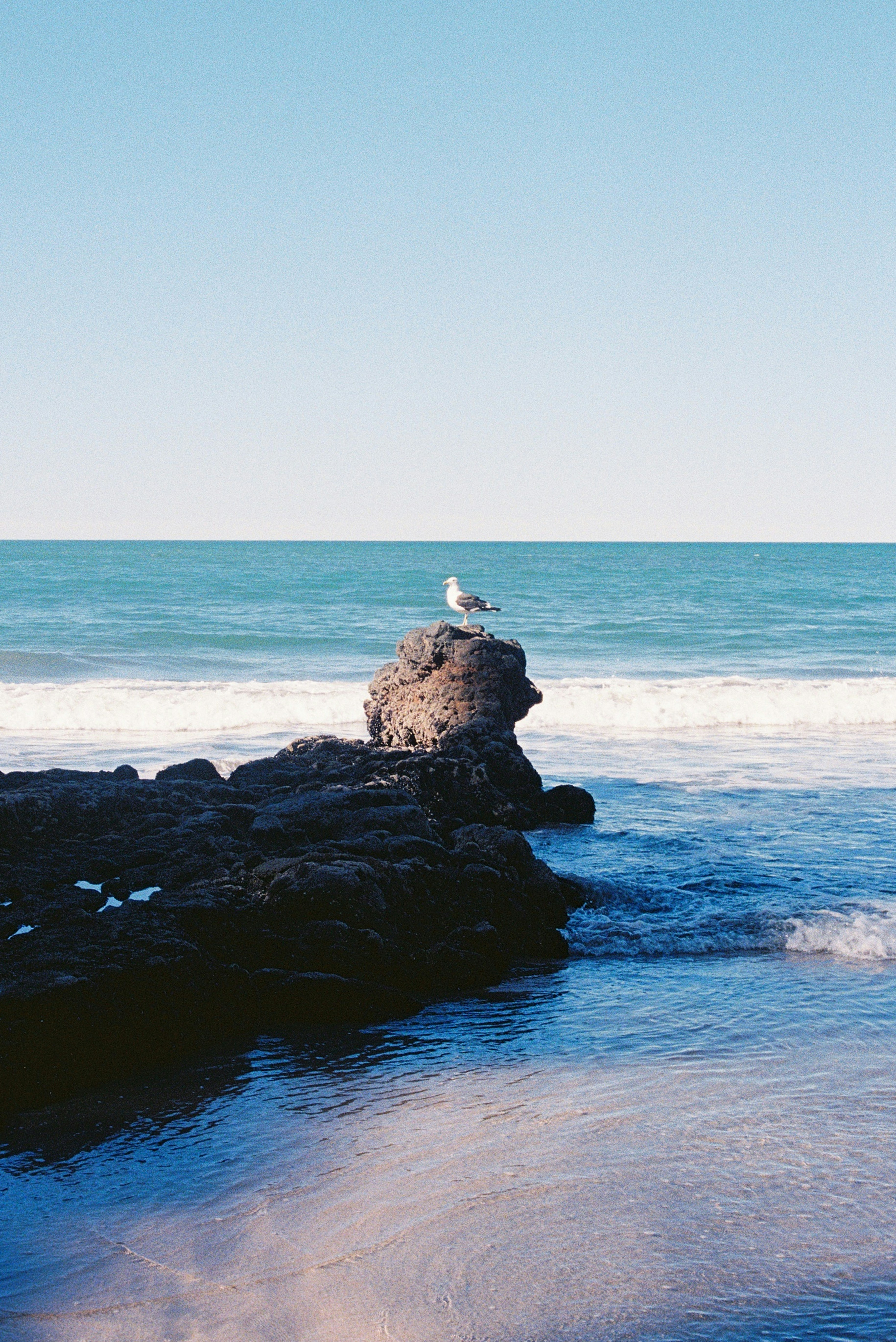 A seagull sits on a rock at the ocean.