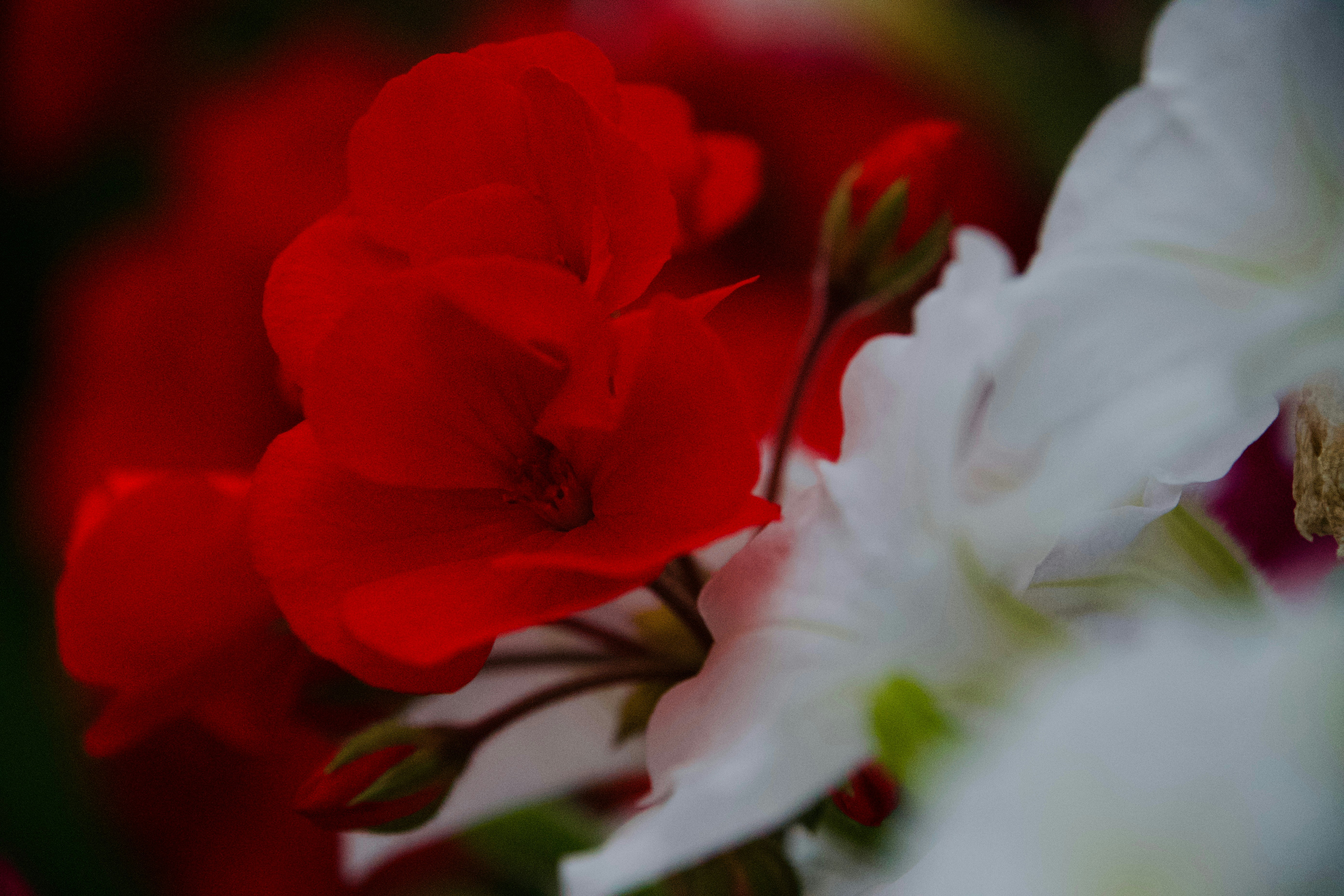 Photo by eugenio_gabriel