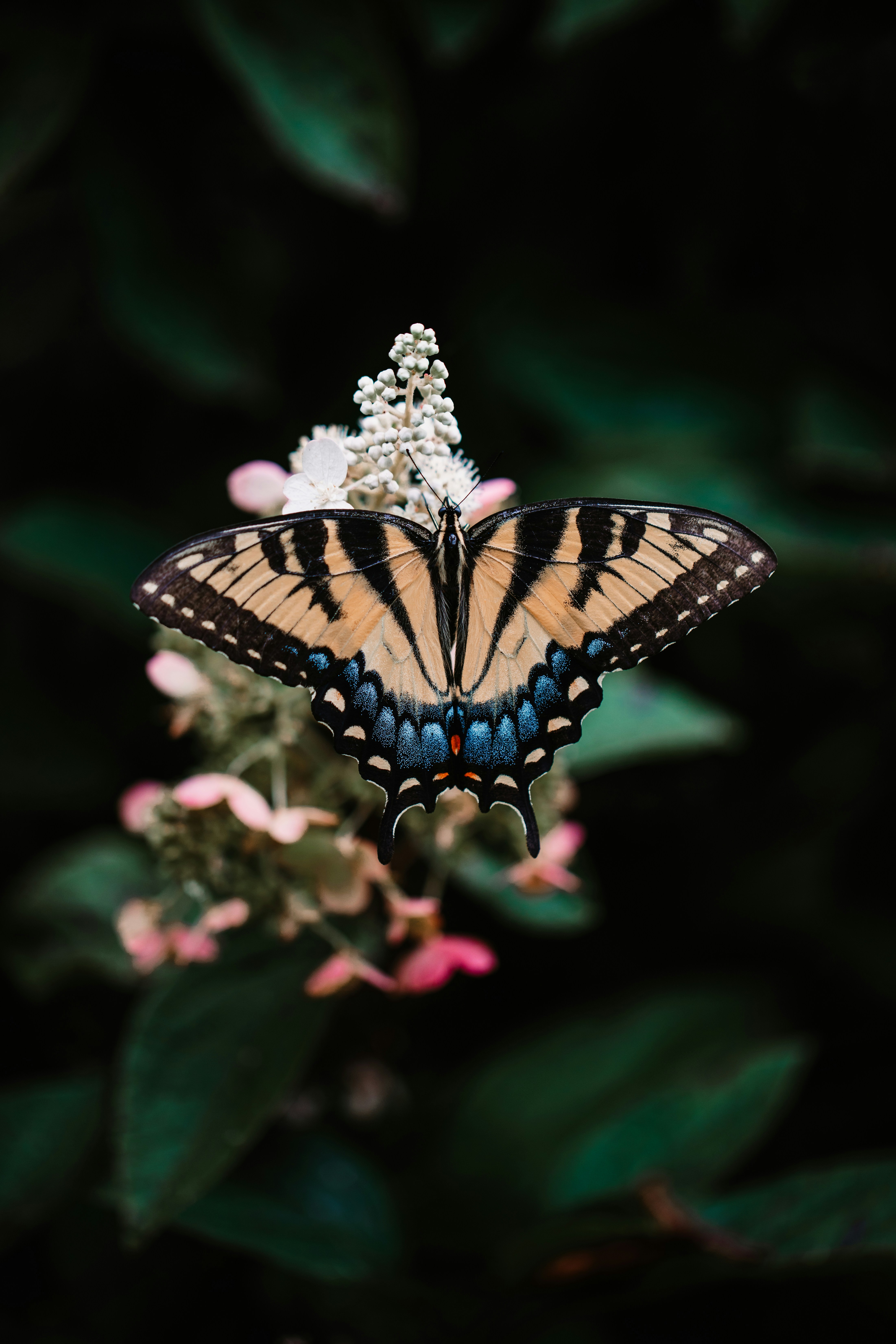 A beautiful butterfly perches on a flower.