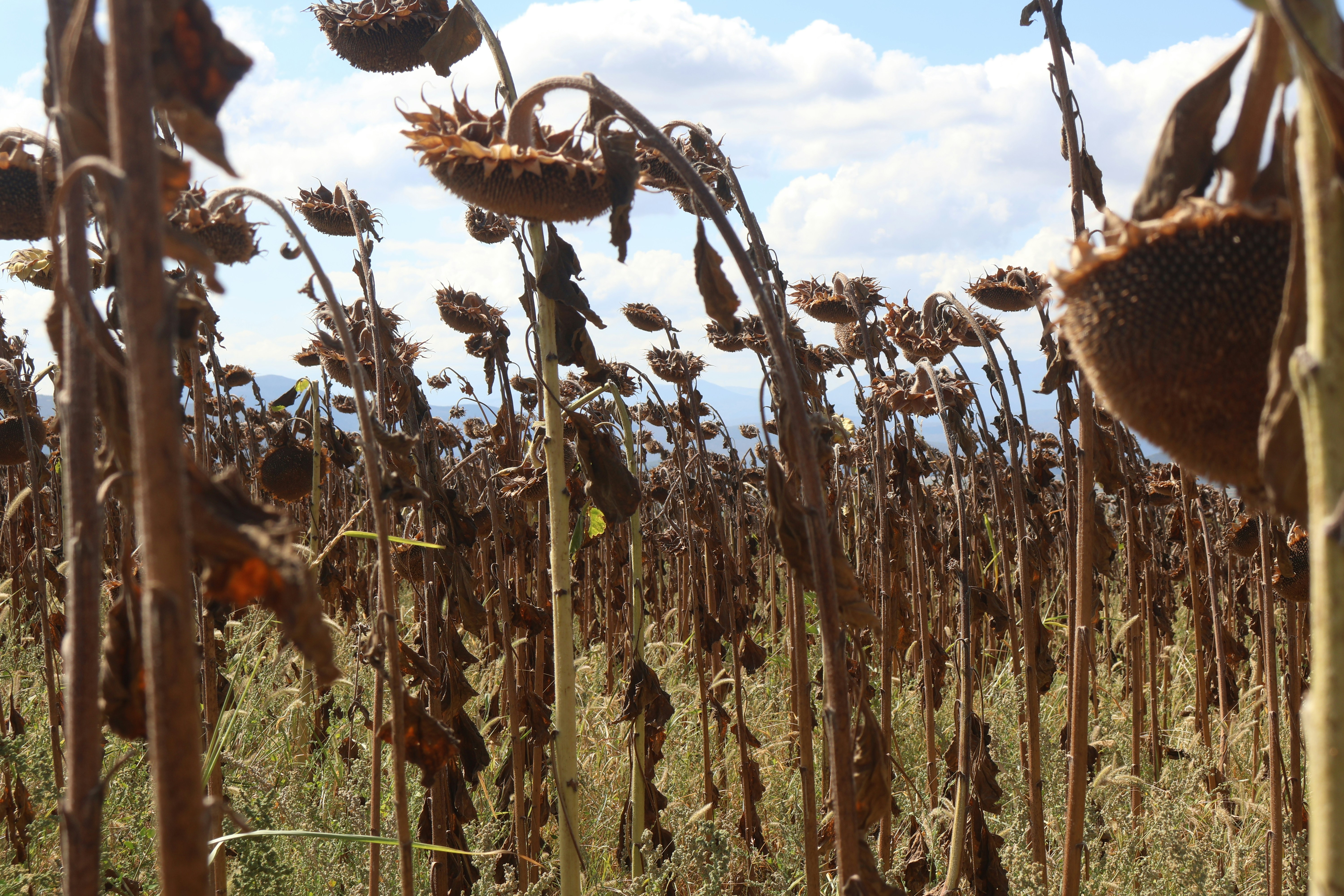 Wilted sunflowers stand in a field