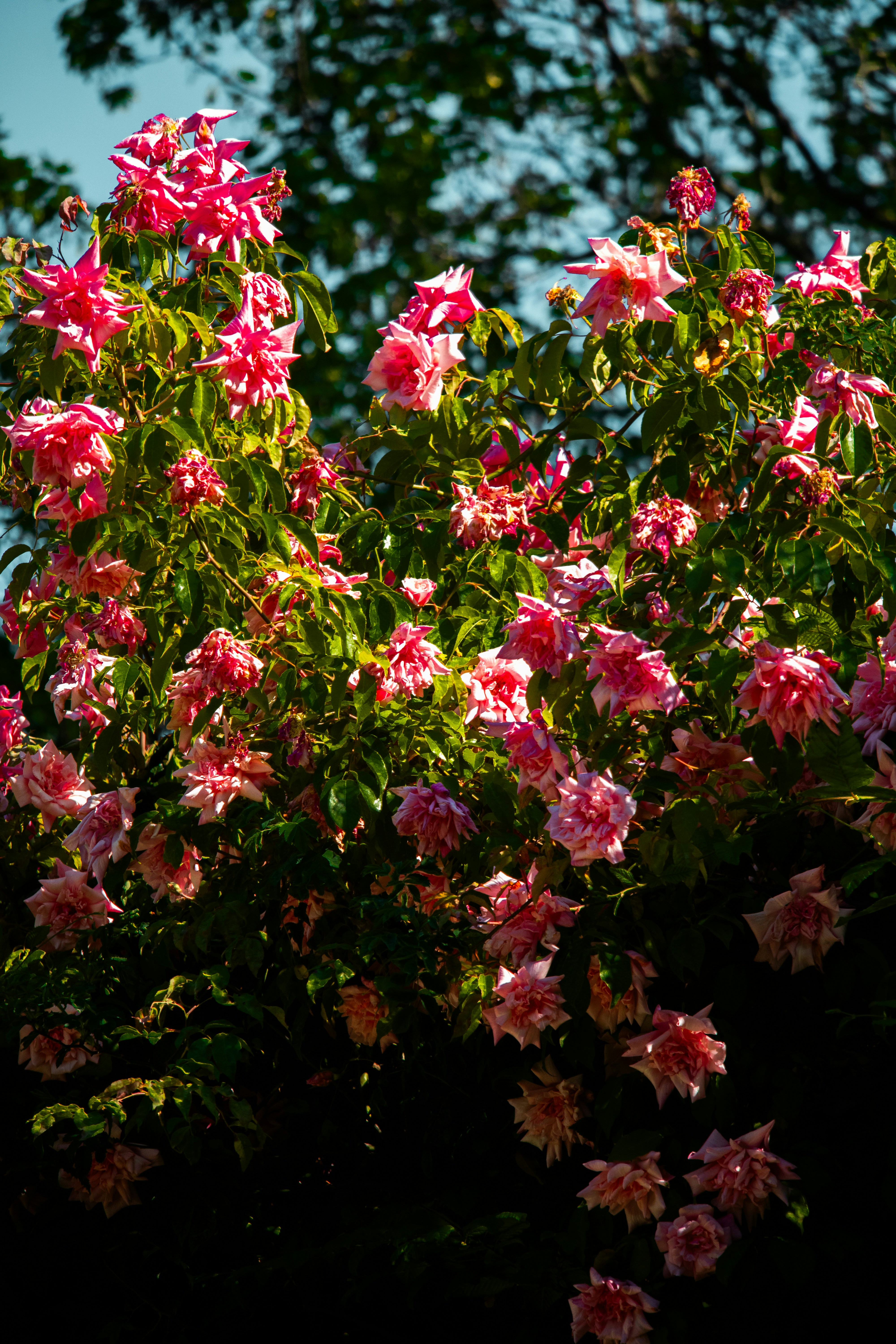 Photo by woomantsing