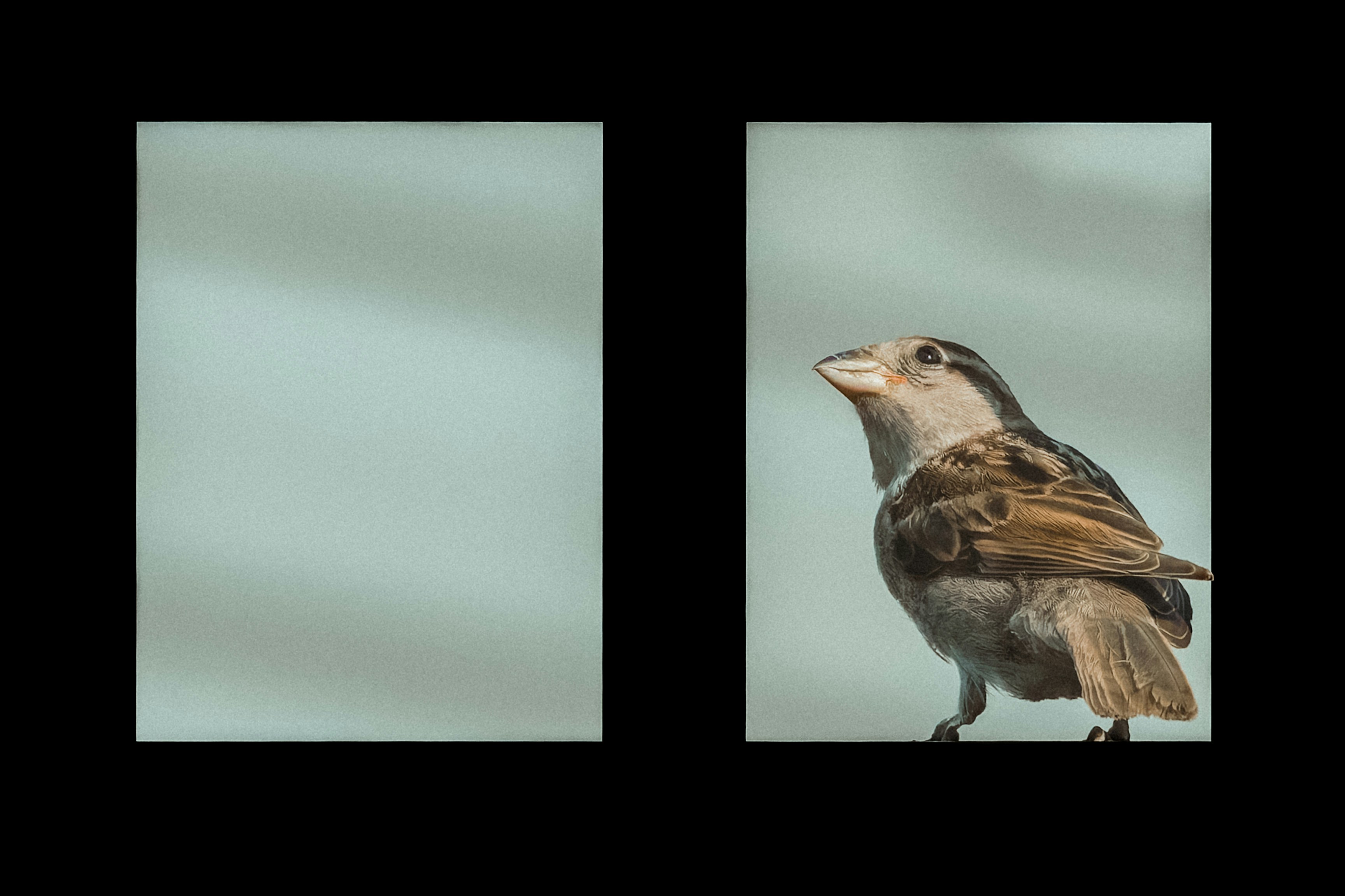Comparação de nitidez entre teleconversor 1.4x e 2x em fotografia de fauna