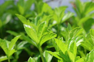 Bright green plant leaves are in focus.