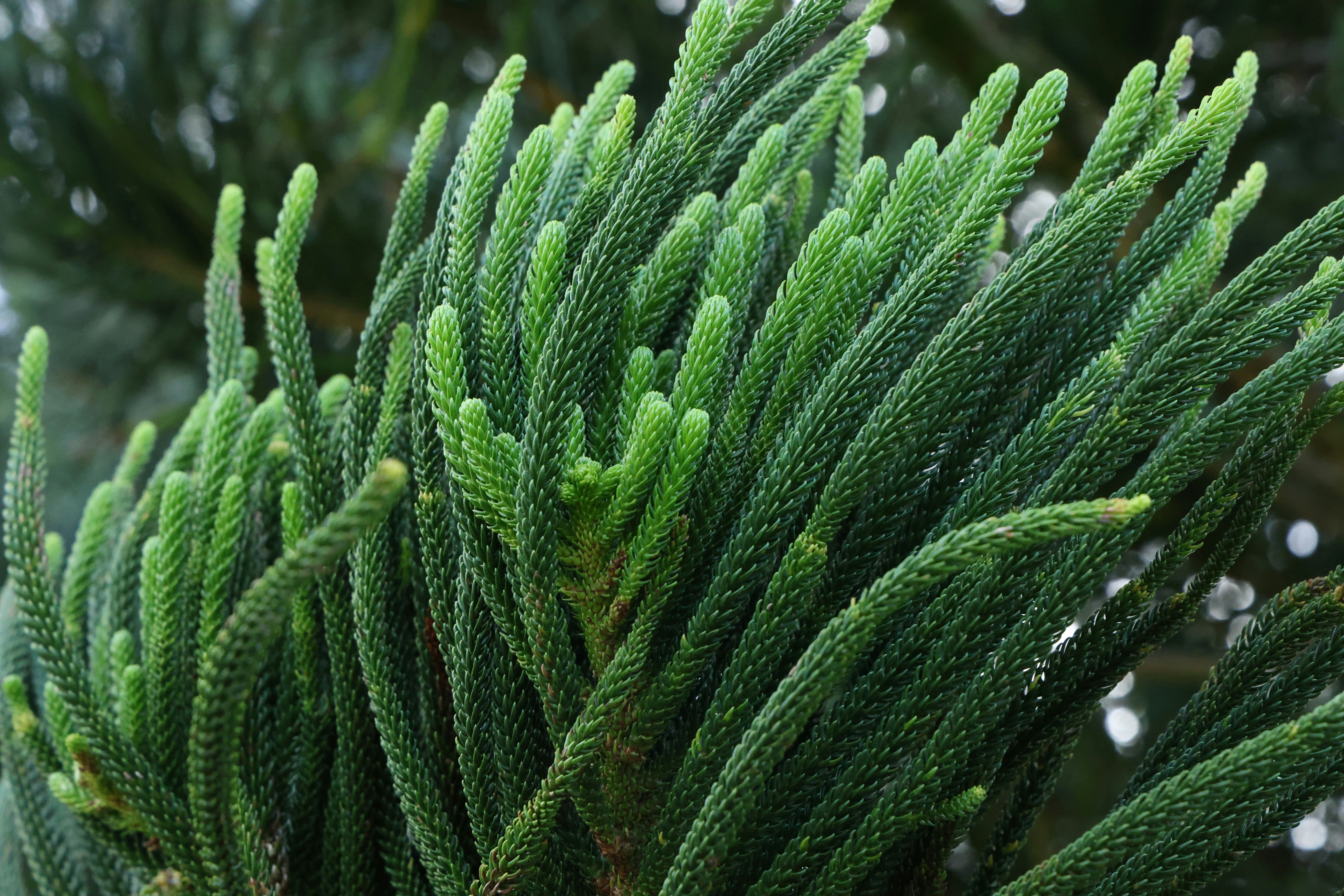 Primer plano del follaje fresco de los árboles verdes.