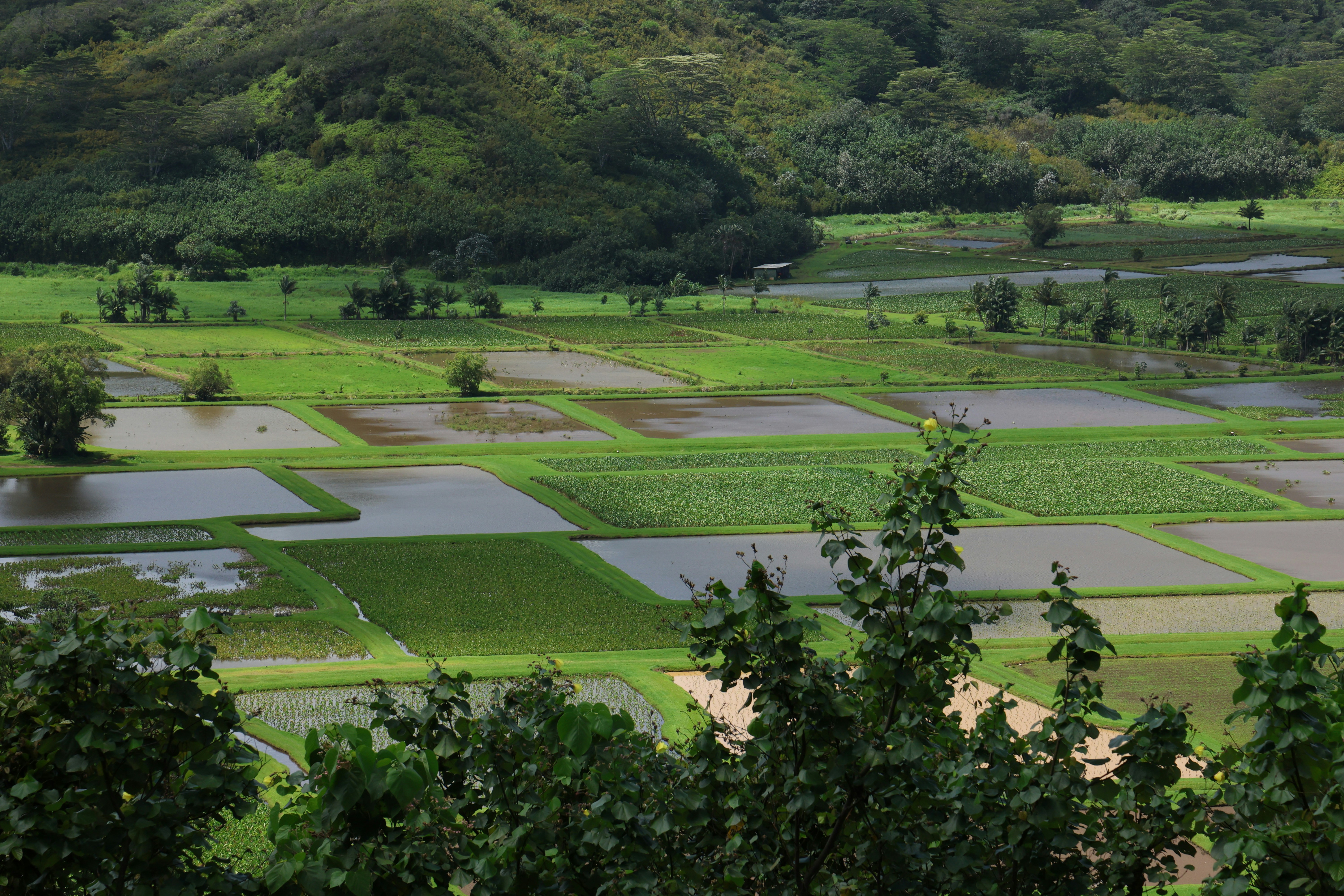 Campos de arrozales verdes en un valle.
