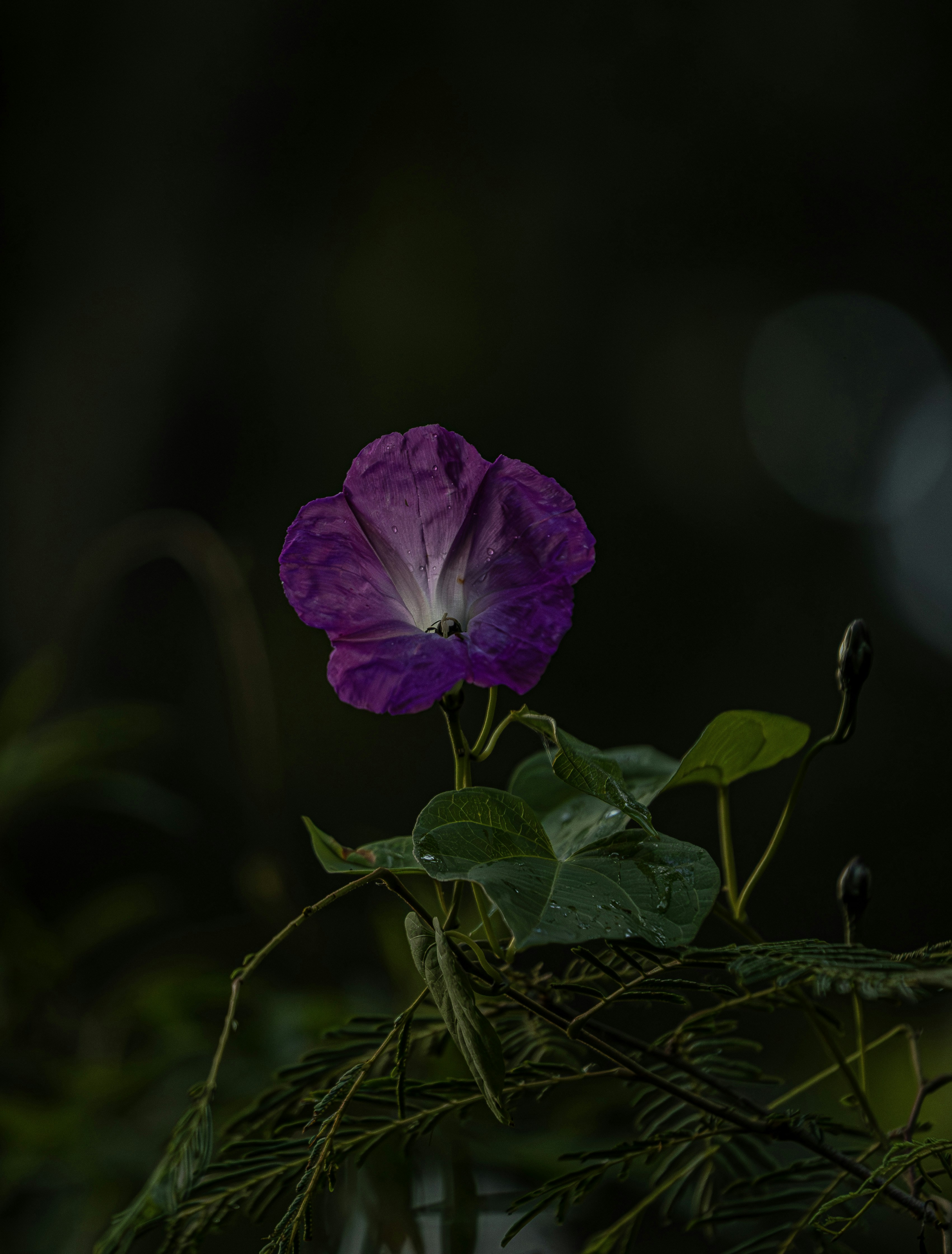 Photo by tigredemar