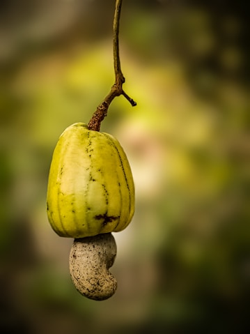 A cashew apple with its nut is shown.