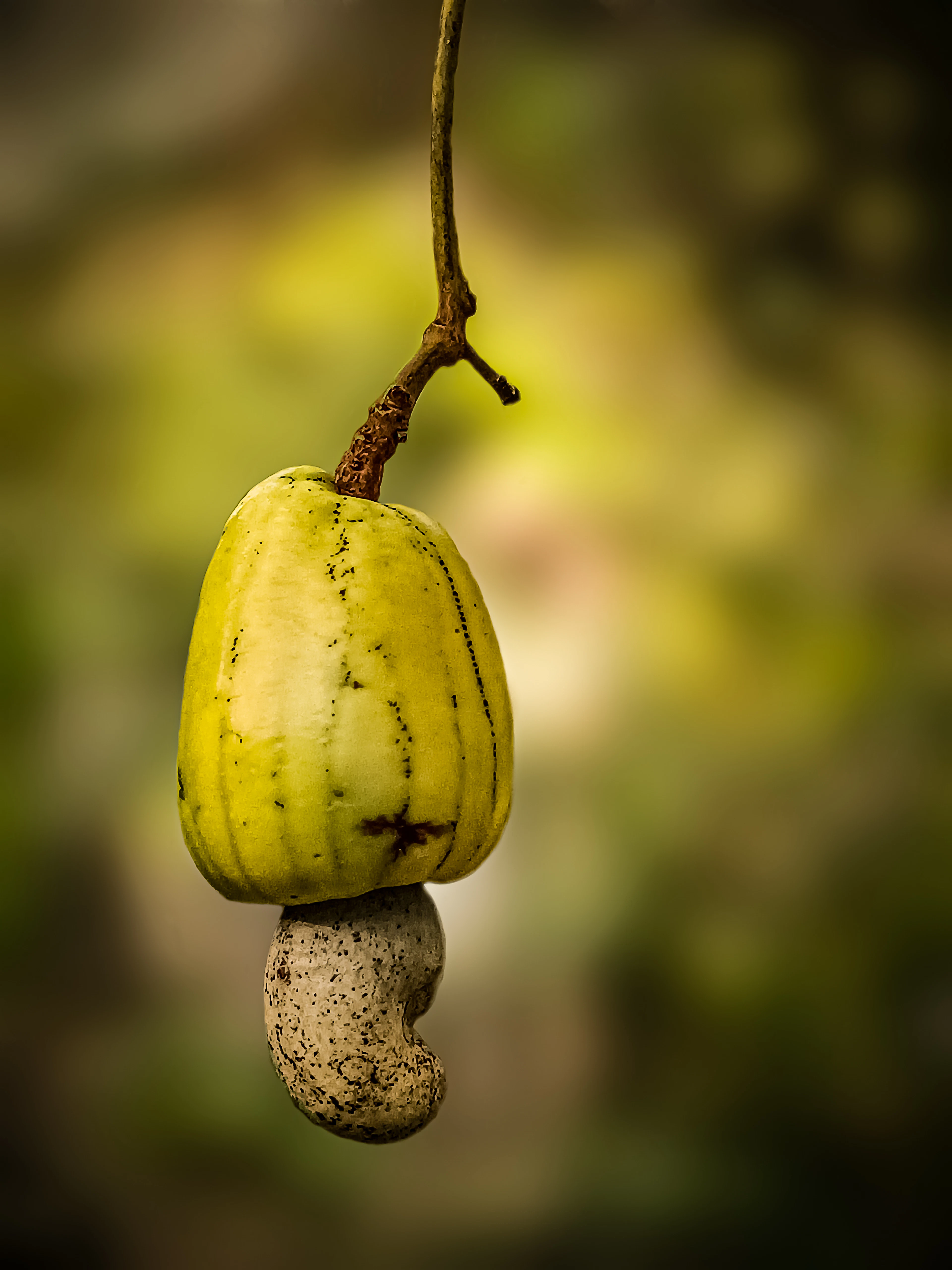 Cashew in Binh Phuoc