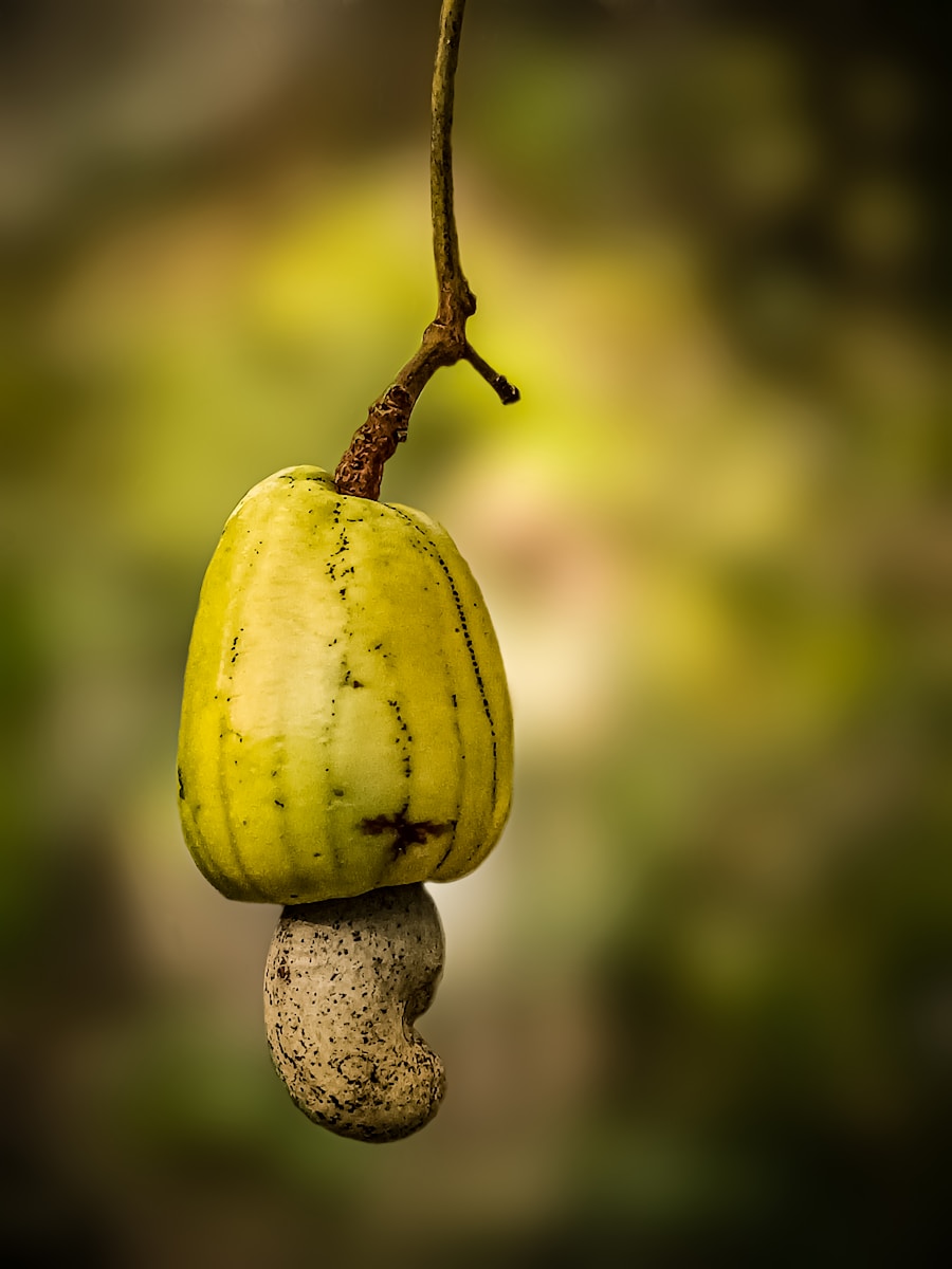 Cashew apple with raw cashew nut hanging from tree